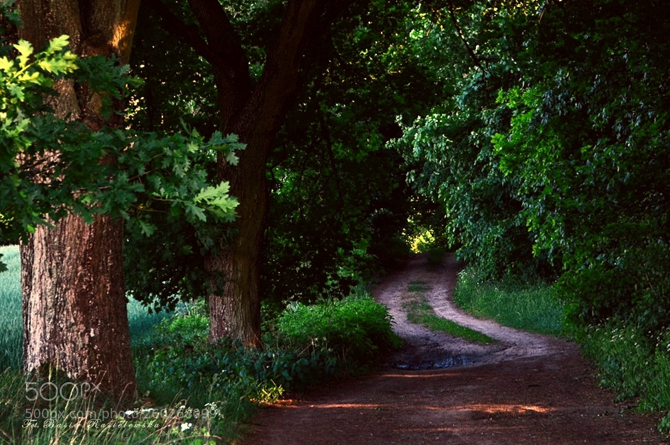 Nikon D5100 sample photo. I love the forest... photography