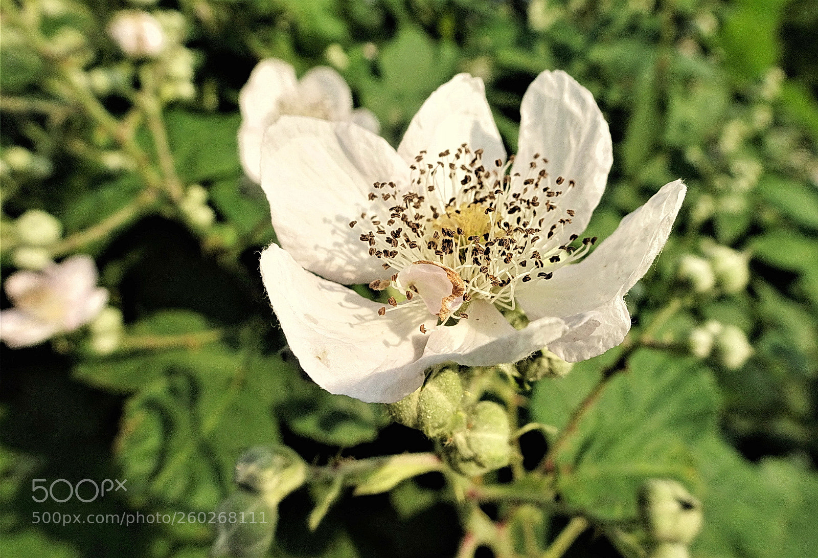 Sony Cyber-shot DSC-HX90V sample photo. Dsc photography