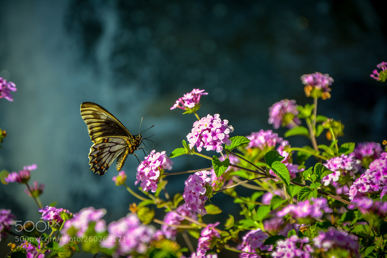 Nikon D7100 sample photo. Butterfly photography