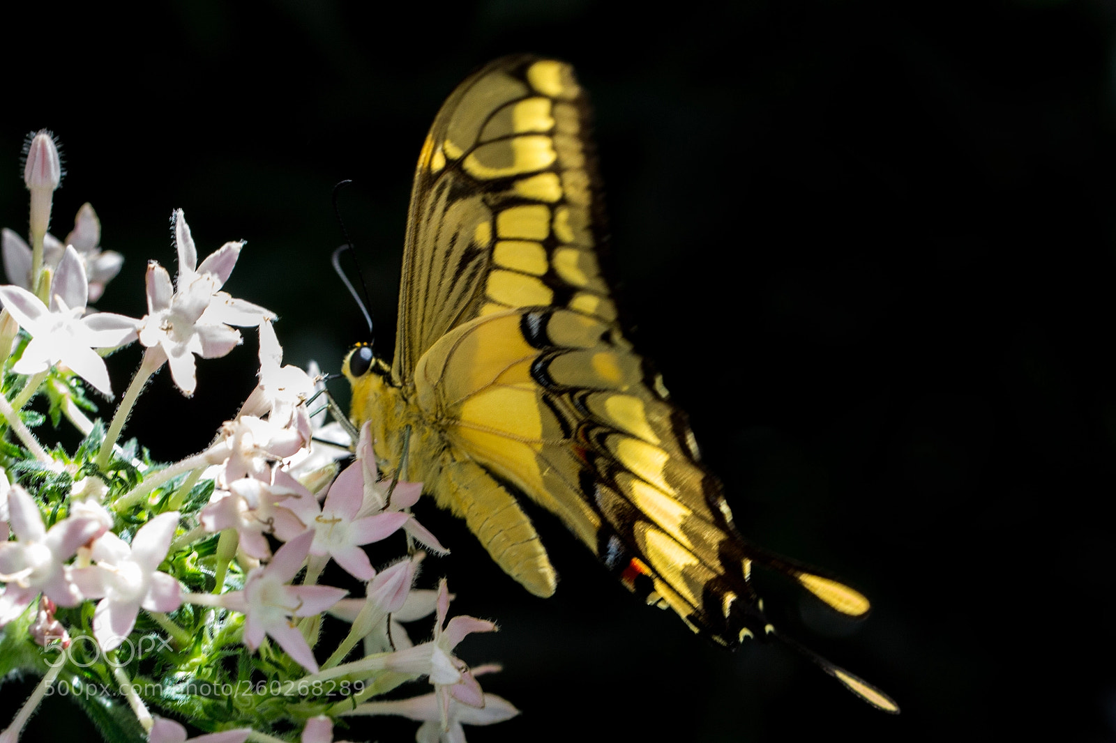 Canon EOS 60D sample photo. Untitled photography