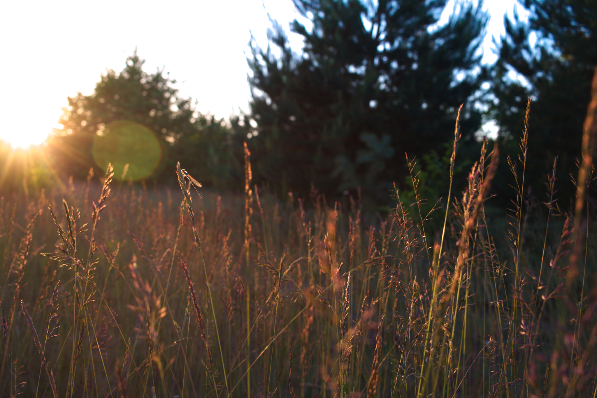Canon EF-S 24mm F2.8 STM sample photo