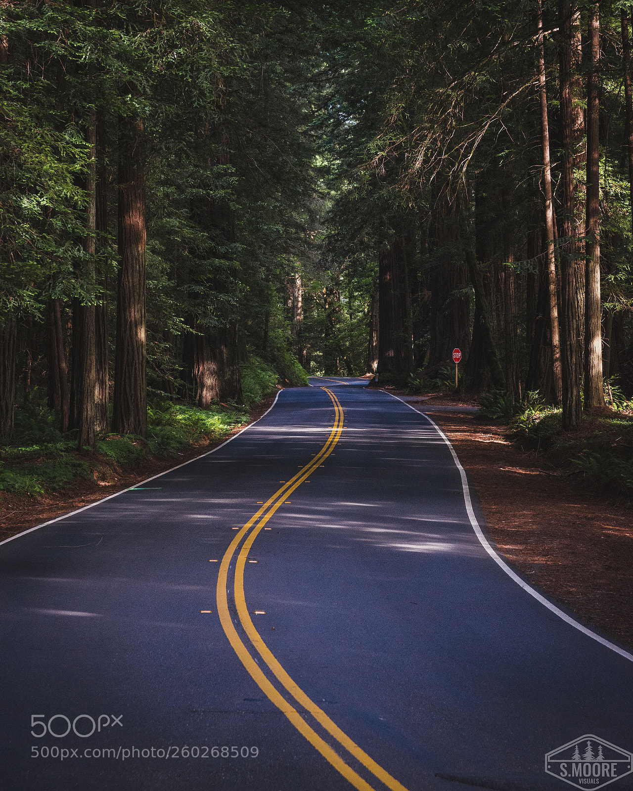 Nikon D7200 sample photo. Avenue of the giants photography