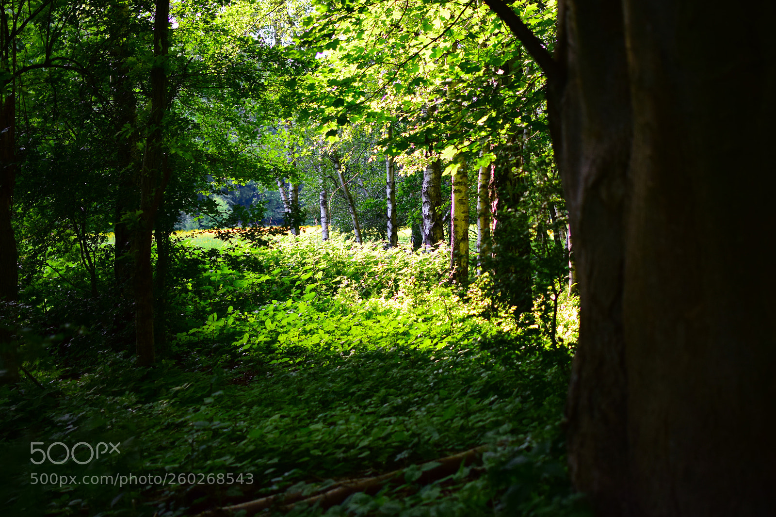 Nikon D5300 sample photo. A photography