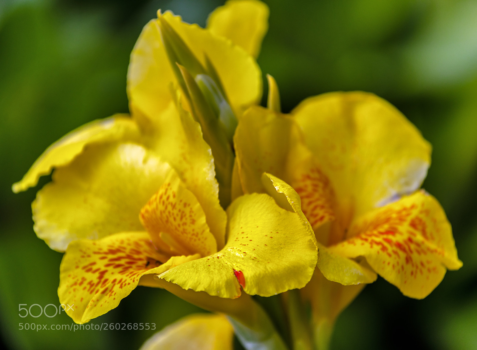 Canon EOS 5D Mark IV sample photo. Yellow photography