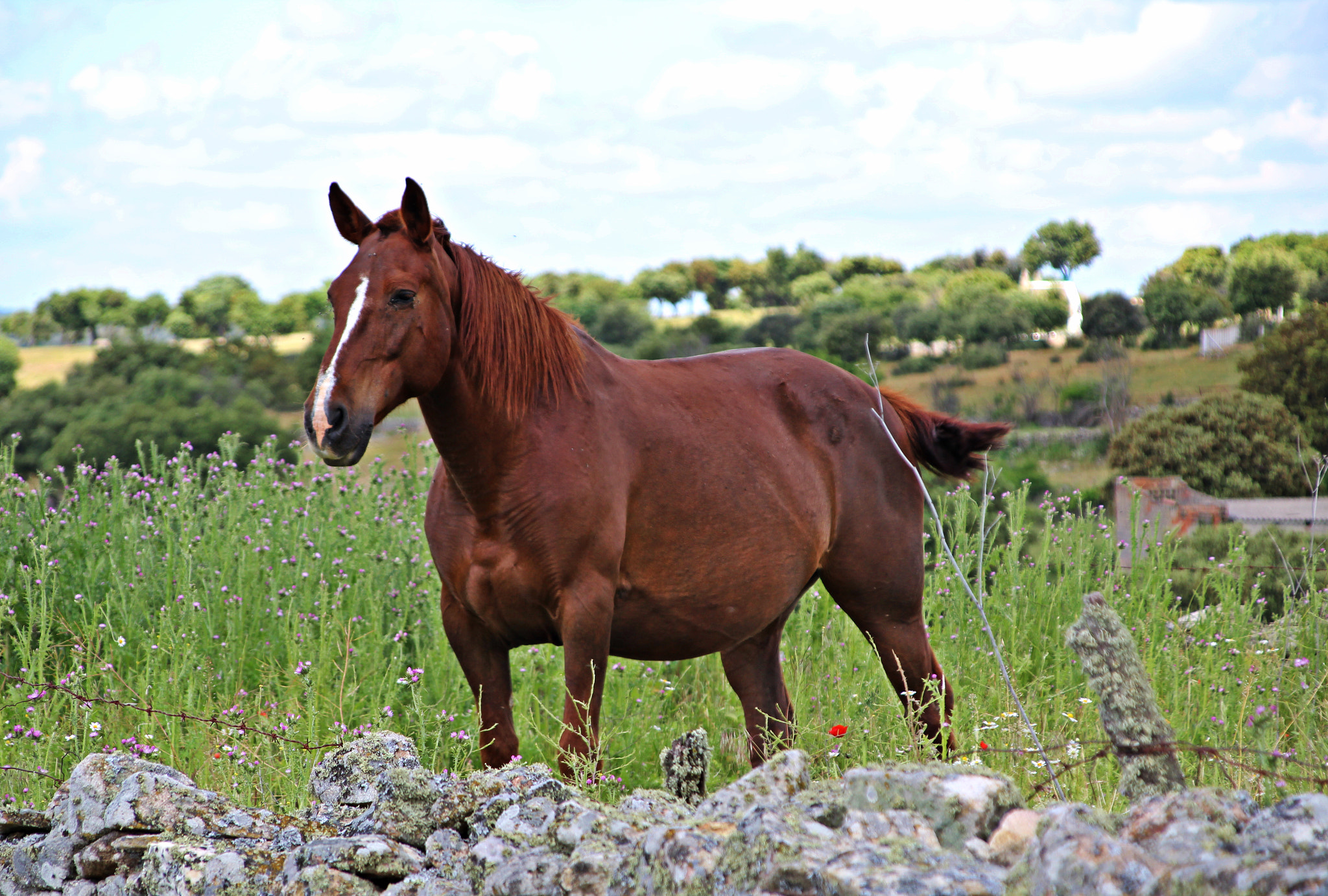 Canon TS-E 90mm F2.8 Tilt-Shift sample photo. Yegua en expectativa photography
