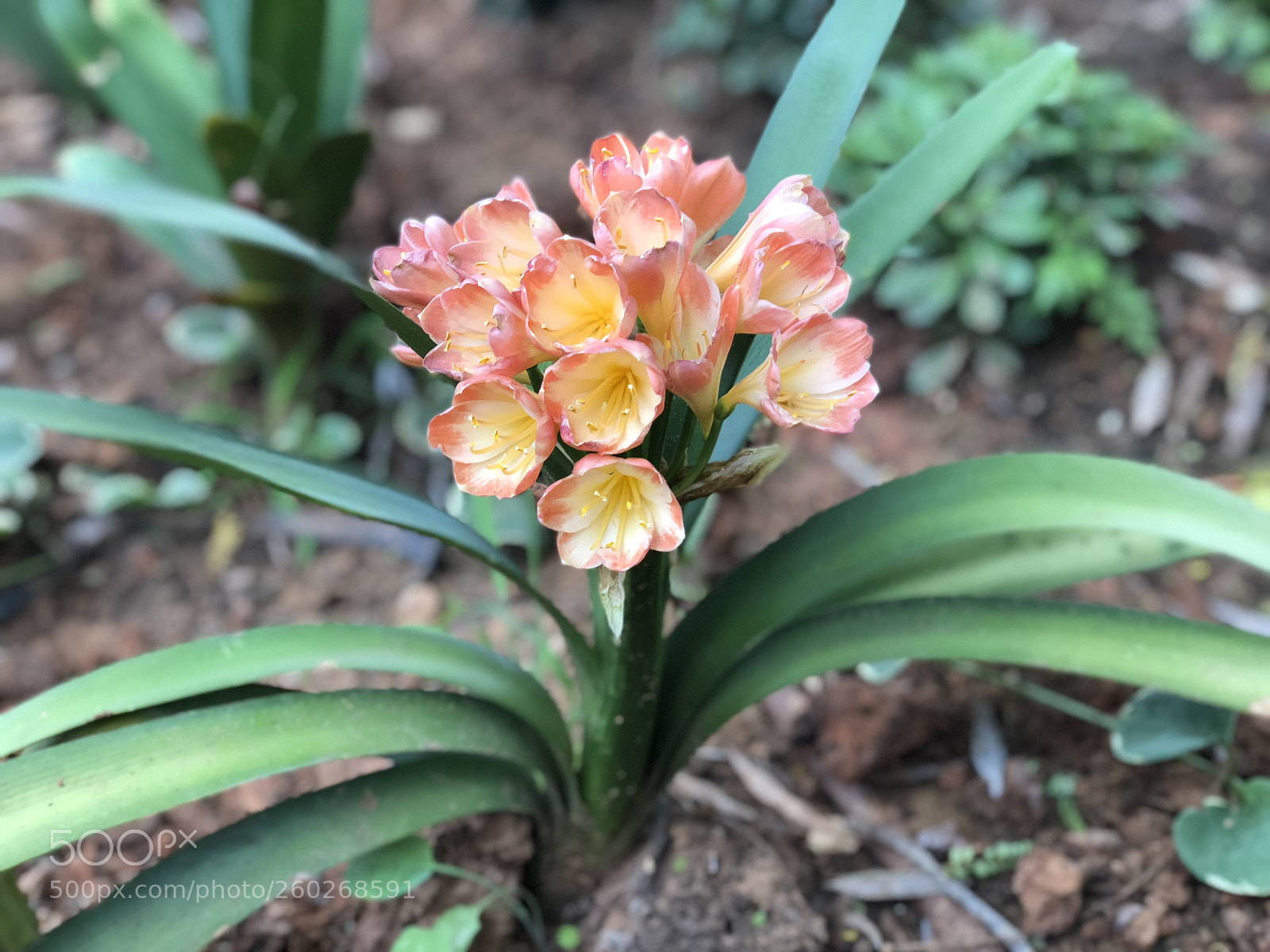 Apple iPhone X sample photo. The flowers photography