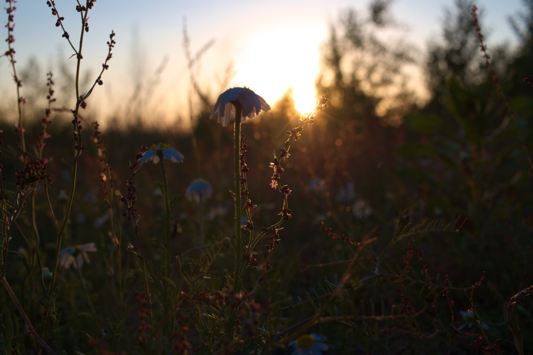 Canon EF-S 24mm F2.8 STM sample photo