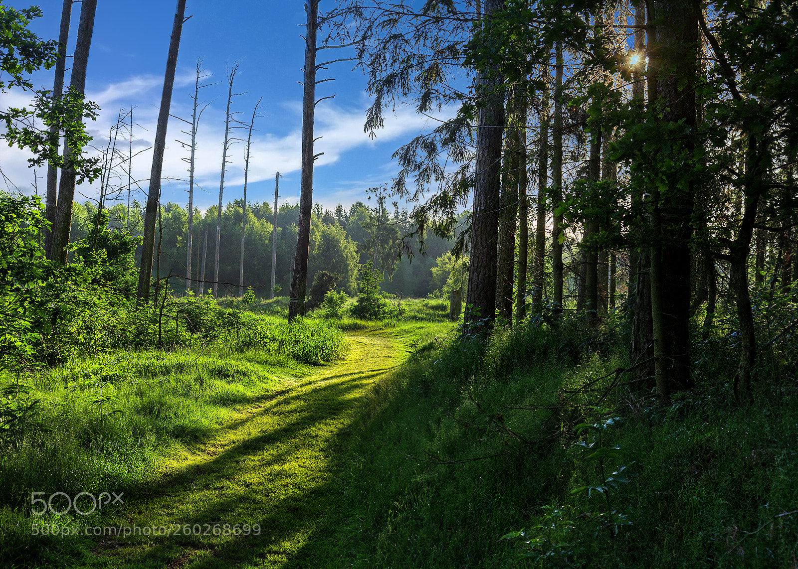Canon EOS 6D sample photo. Forest photography