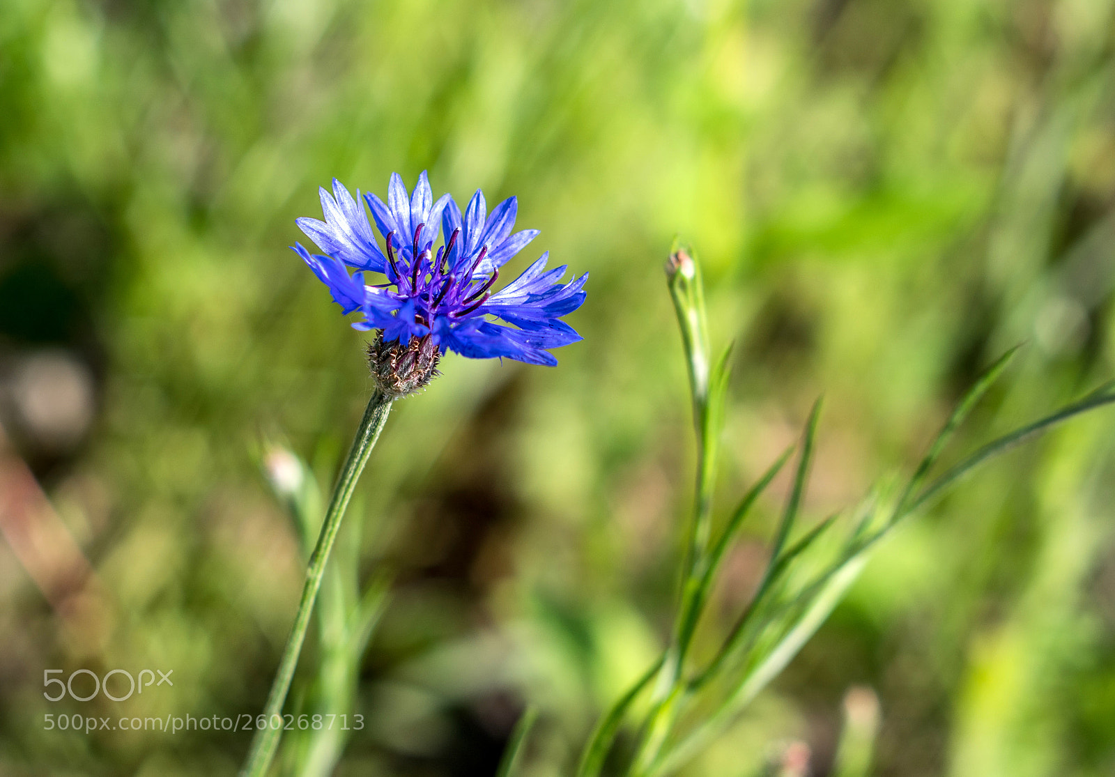 Pentax K-S2 sample photo. Cornflower photography