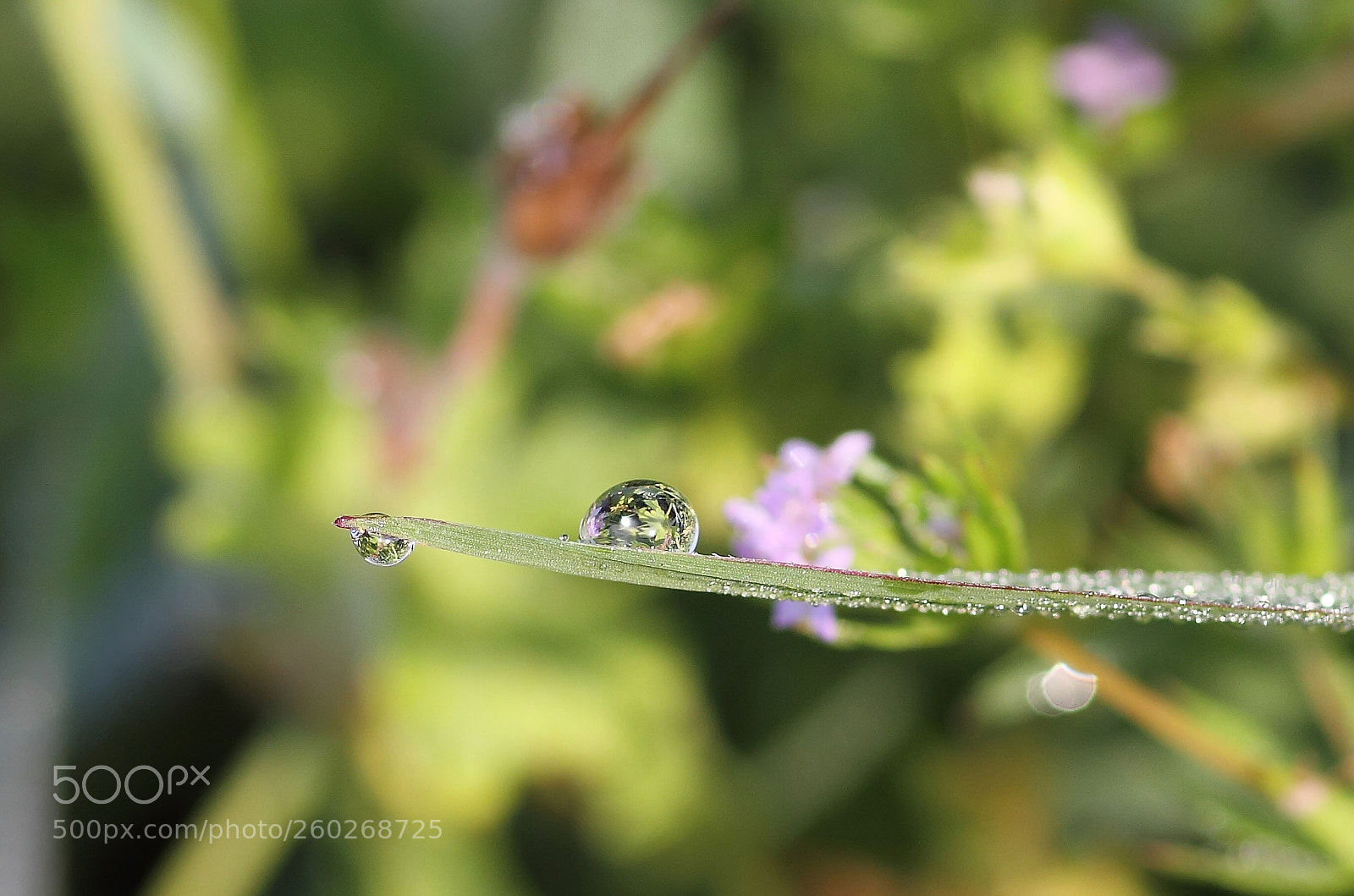 Canon EOS 7D sample photo. Hidden beauties photography