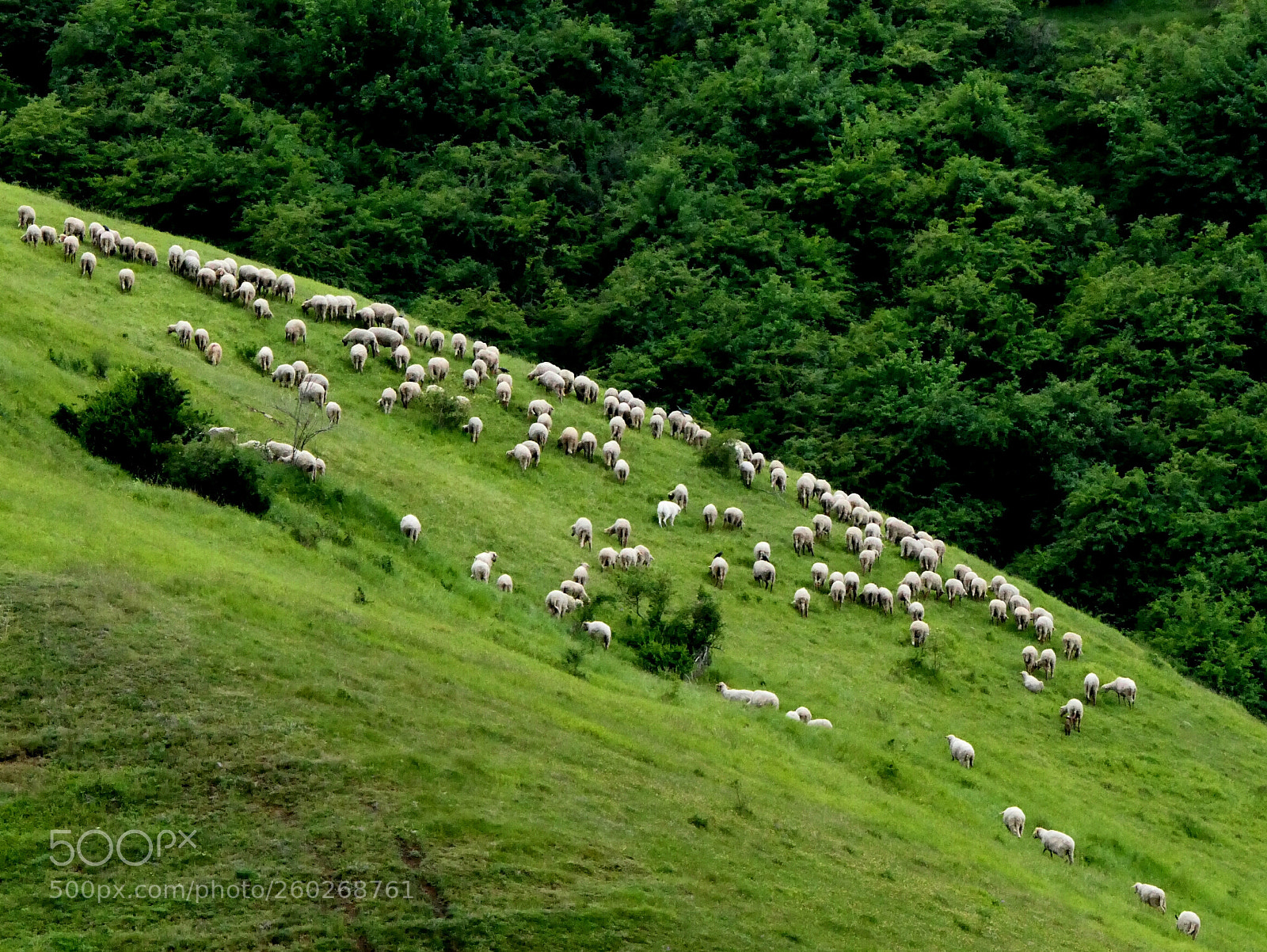 Panasonic Lumix DMC-FZ2500 (Lumix DMC-FZ2000) sample photo. Spring peace photography