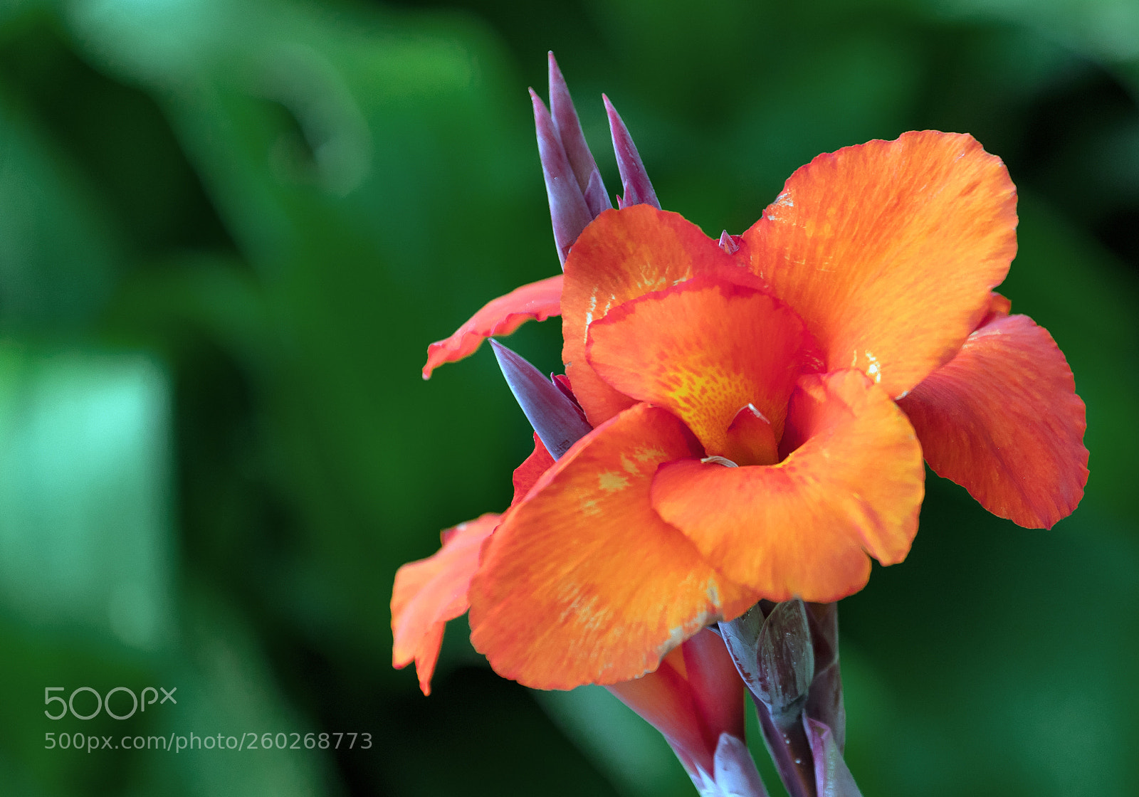 Canon EOS 5D Mark IV sample photo. Orange photography