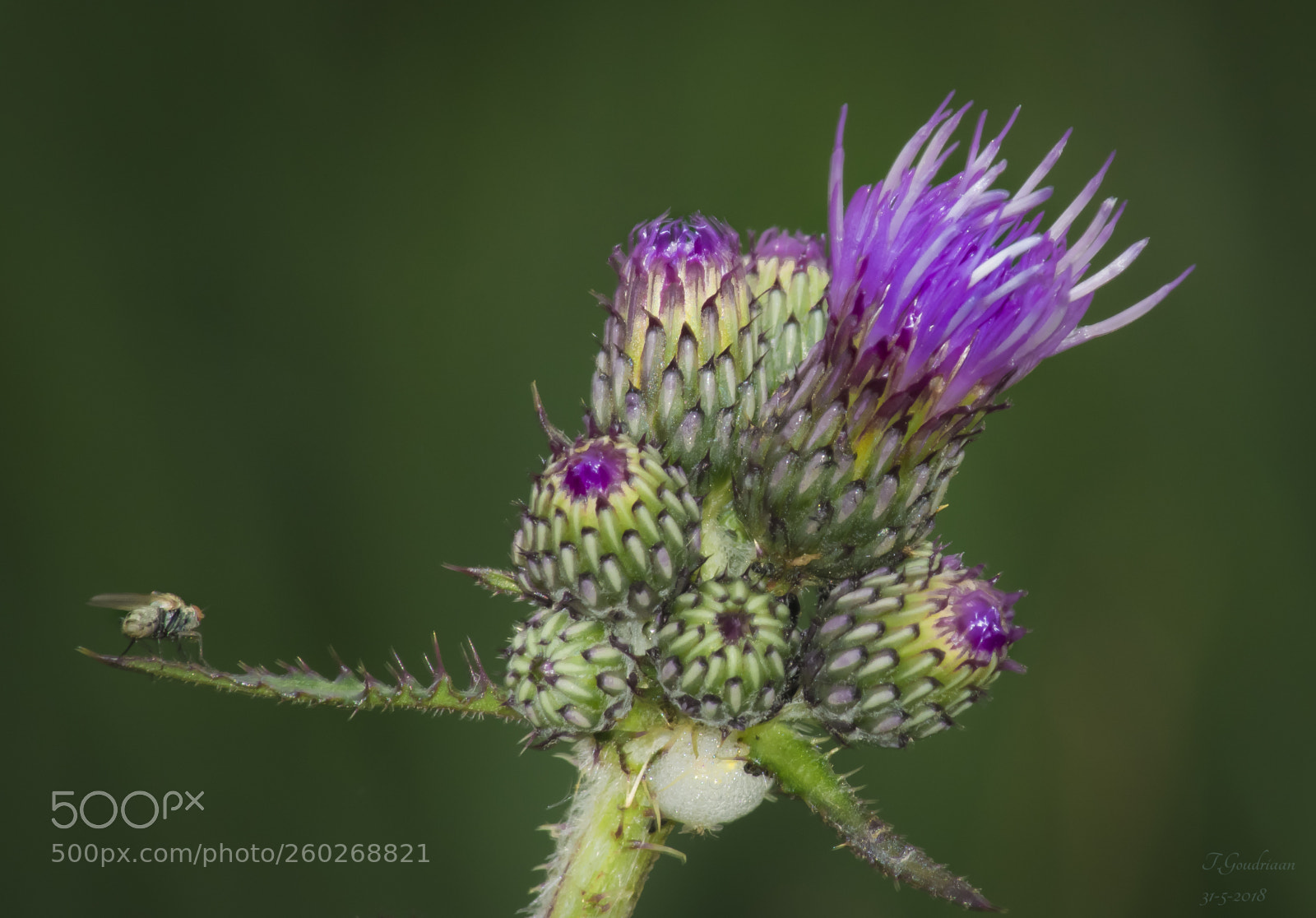 Nikon D5300 sample photo. Flowerhead photography