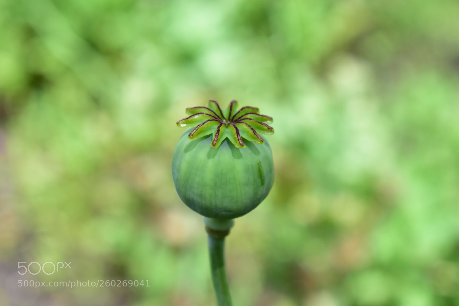 Nikon D5600 sample photo. Growing in green photography