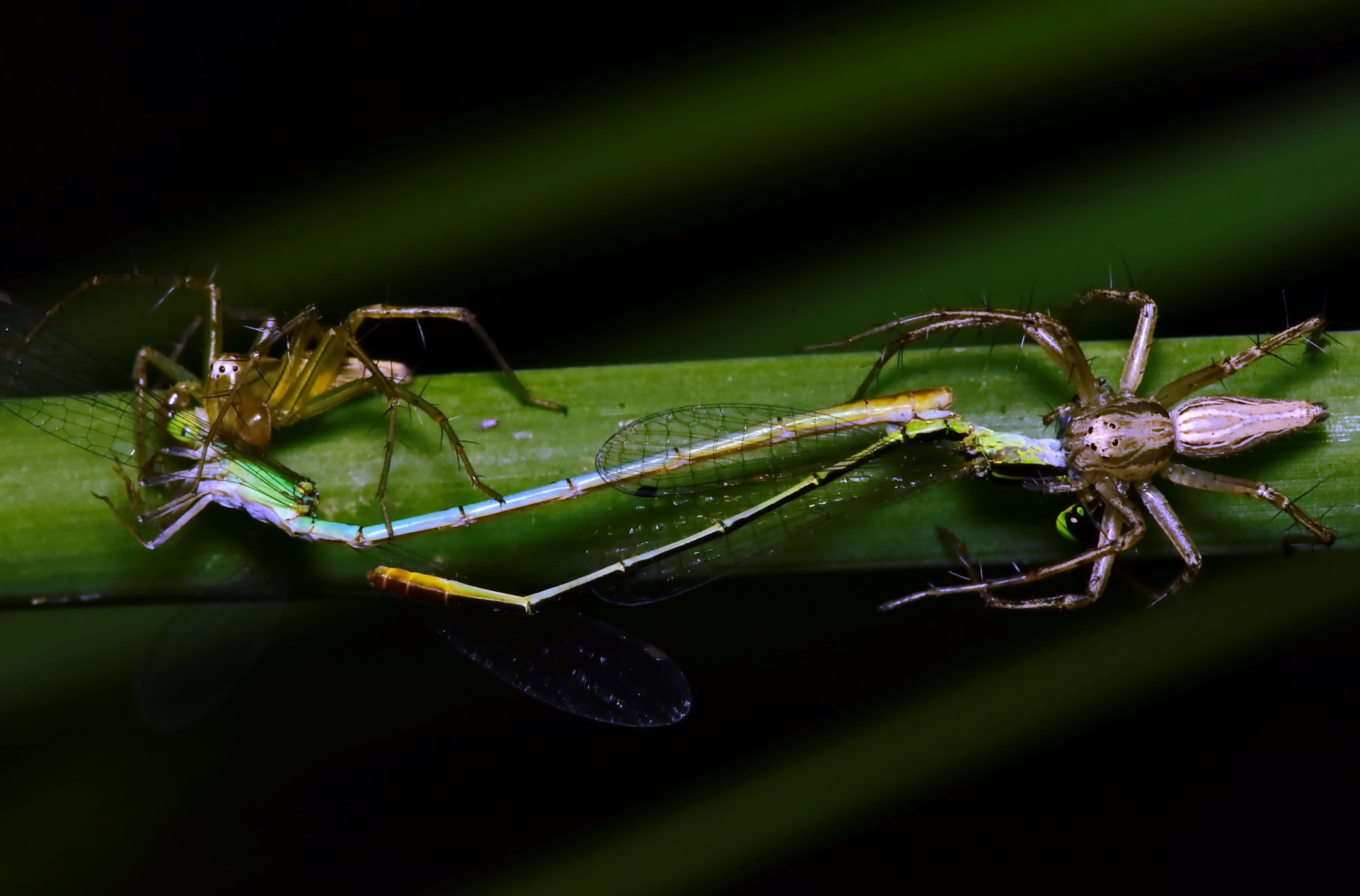 Nikon AF-S Micro-Nikkor 105mm F2.8G IF-ED VR sample photo. 2 lover &2 killer.. photography