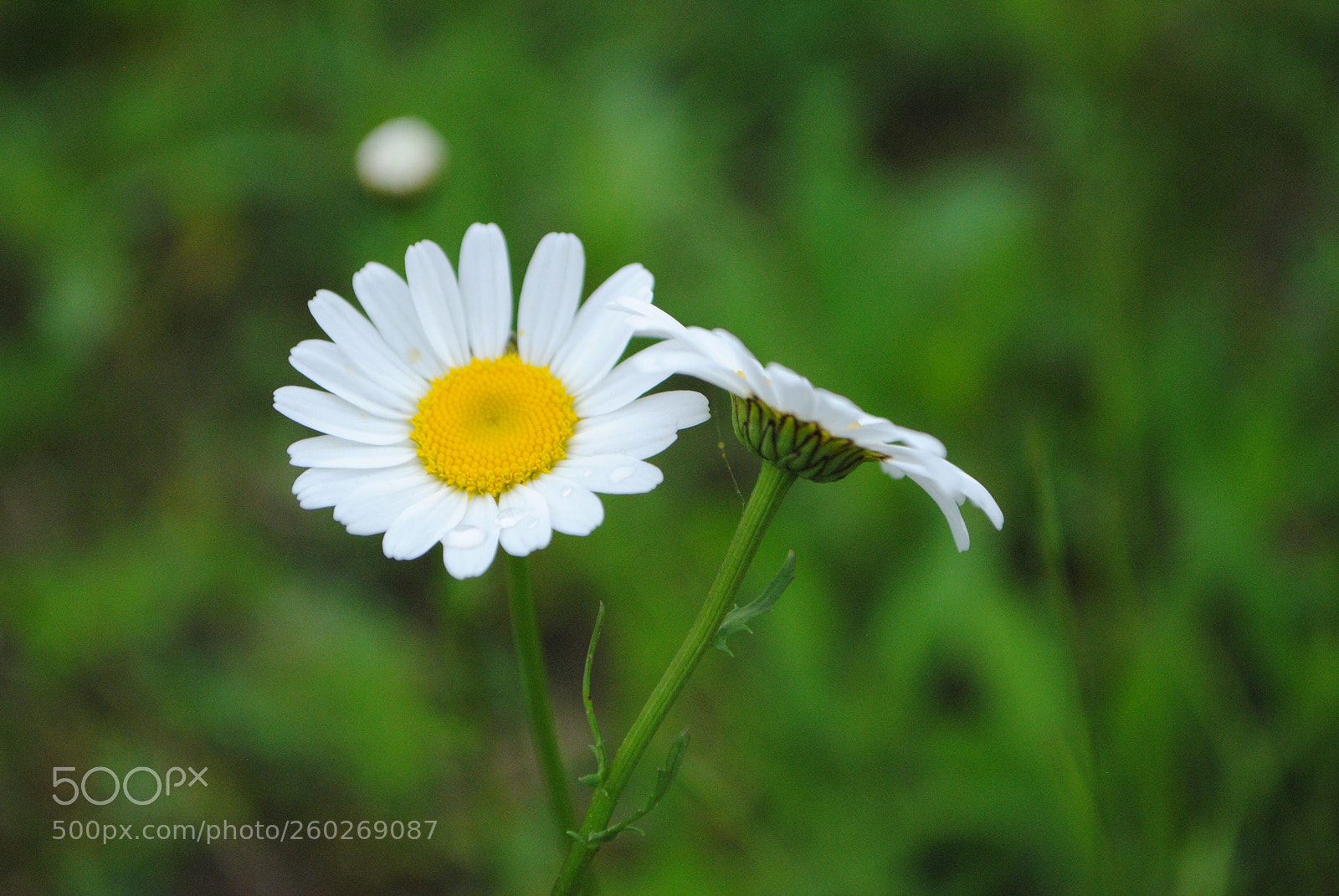 Nikon D3000 sample photo. Beauty in white & yellow photography