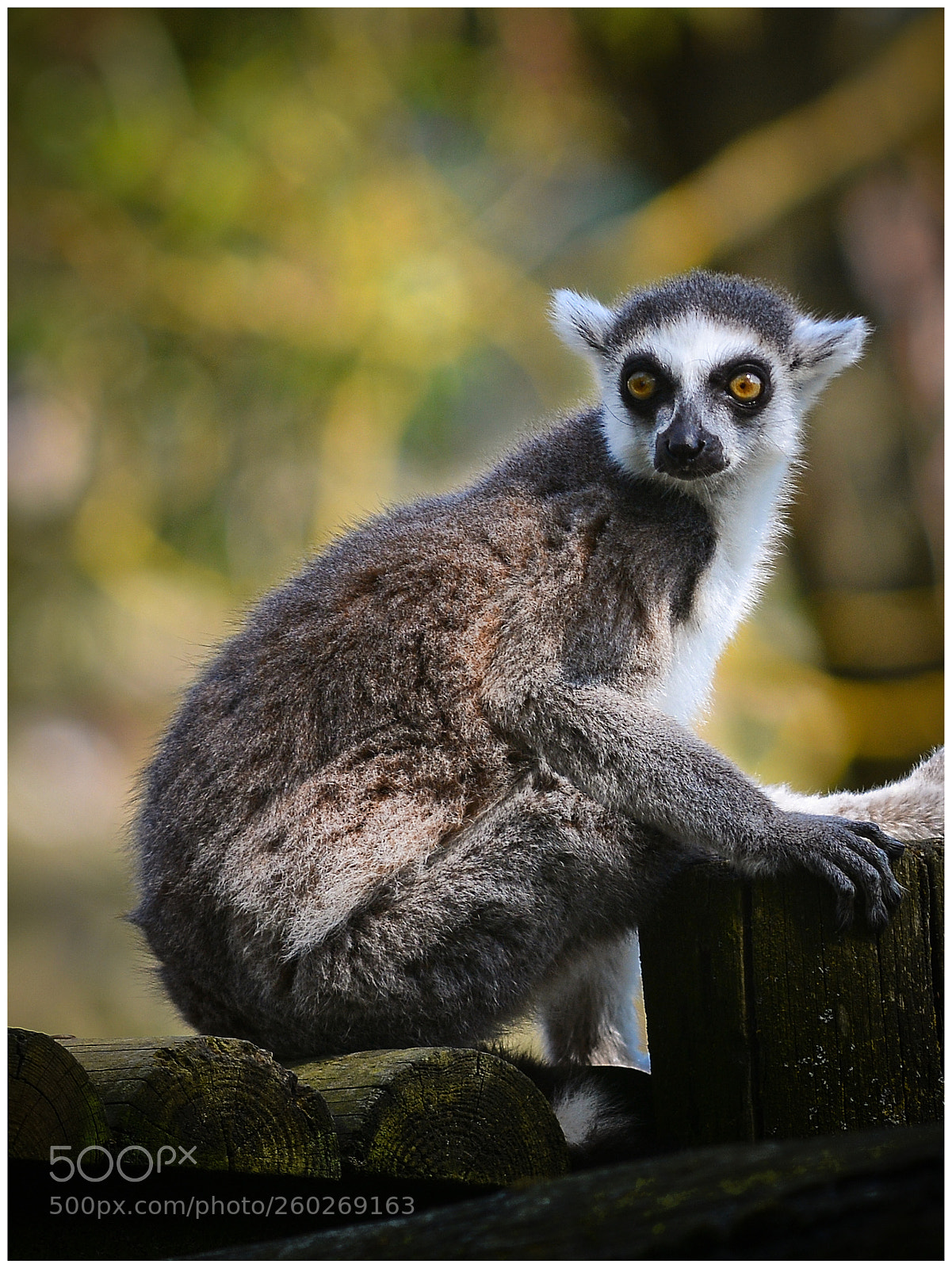 Nikon D7100 sample photo. Lemur photography