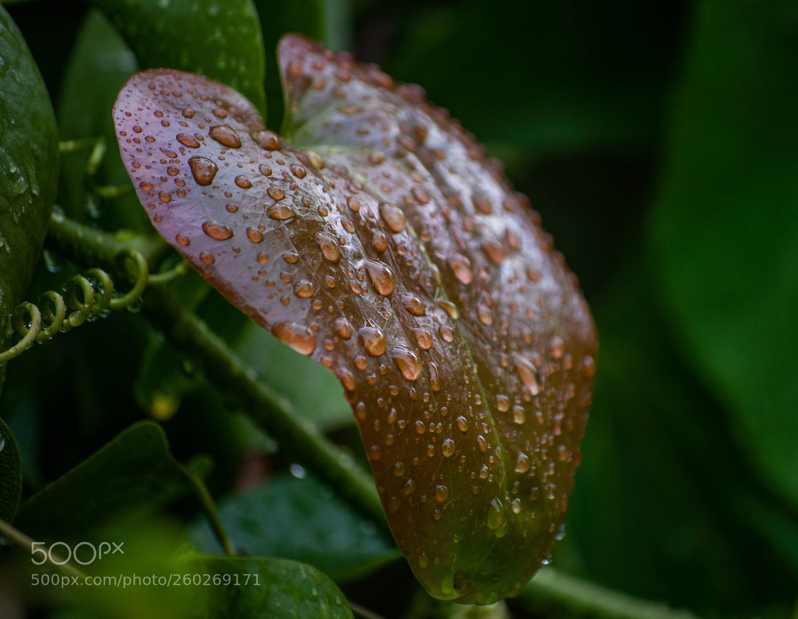 Nikon D90 sample photo. Untitled photography
