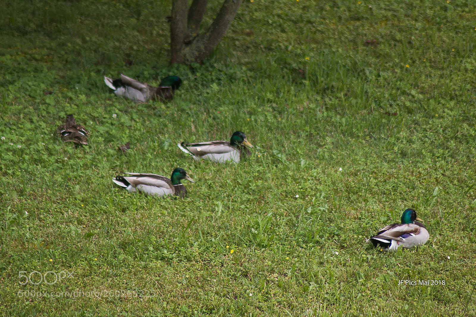 Canon EOS 70D sample photo. Img_8928 photography