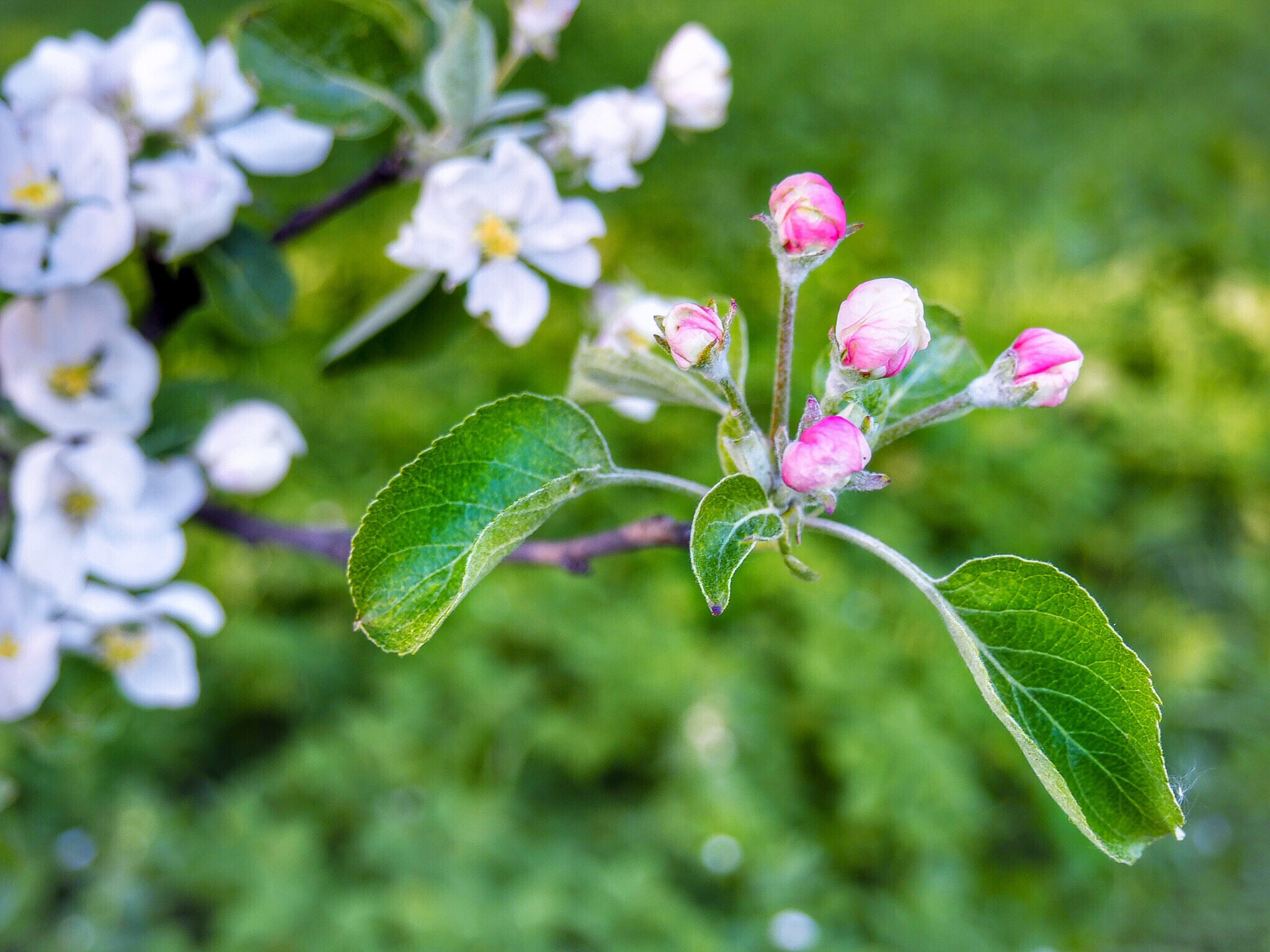 Olympus PEN E-PL7 sample photo. Appel blossom photography