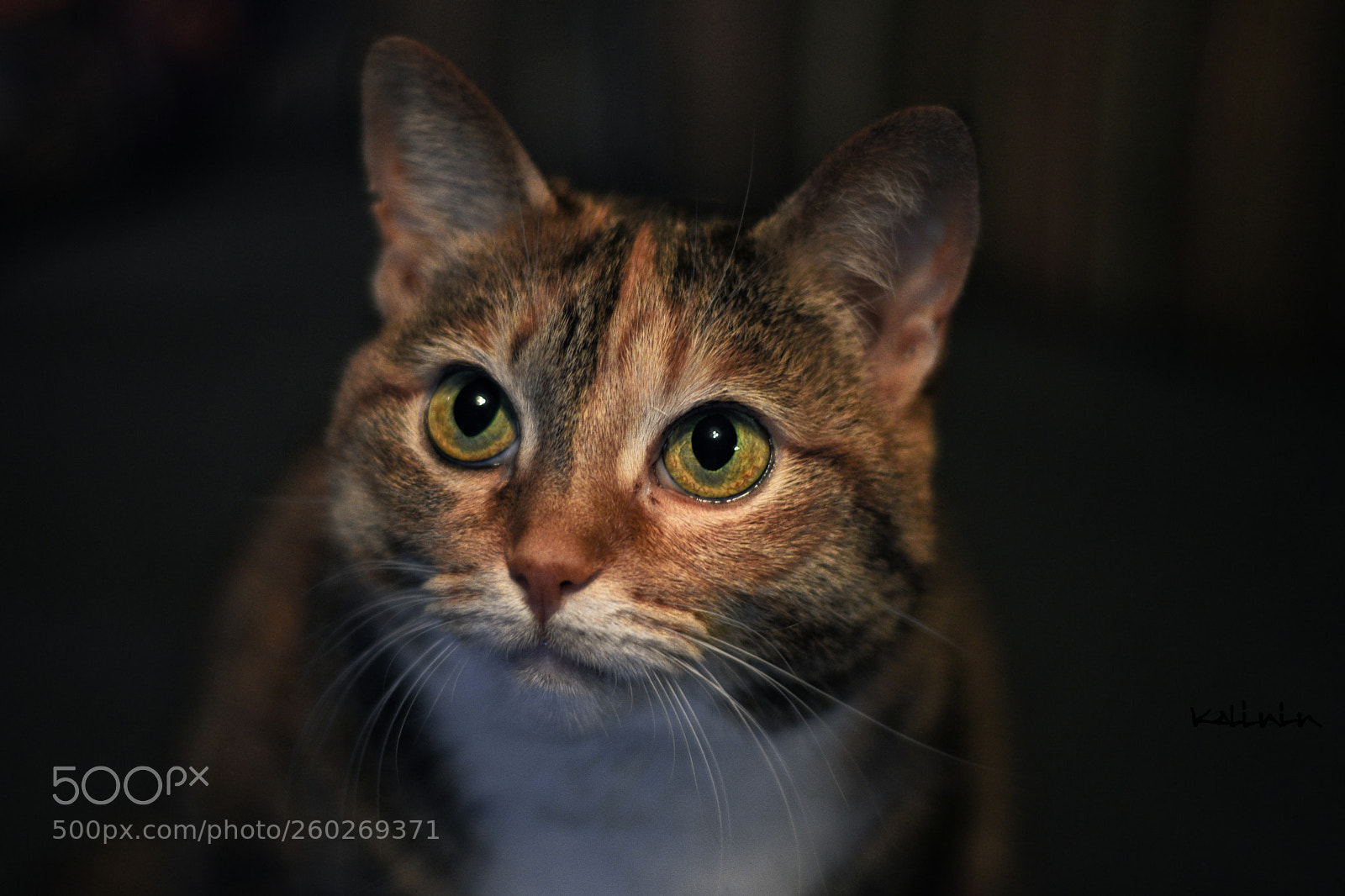 Nikon D7200 sample photo. Icat photography