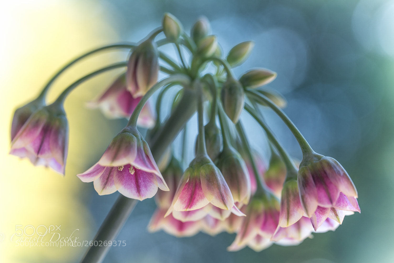 Nikon D750 sample photo. Allium siculum photography