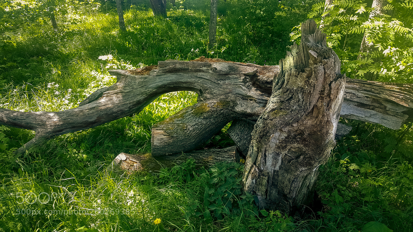 Samsung Galaxy S6 sample photo. Fallen tree on meadow photography