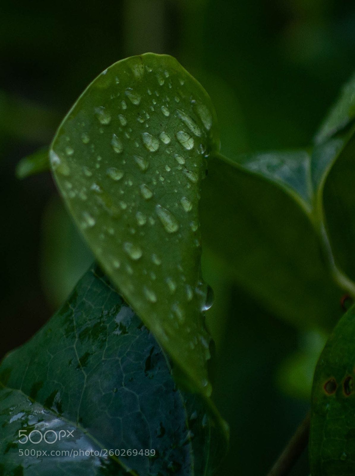 Nikon D90 sample photo. Untitled photography
