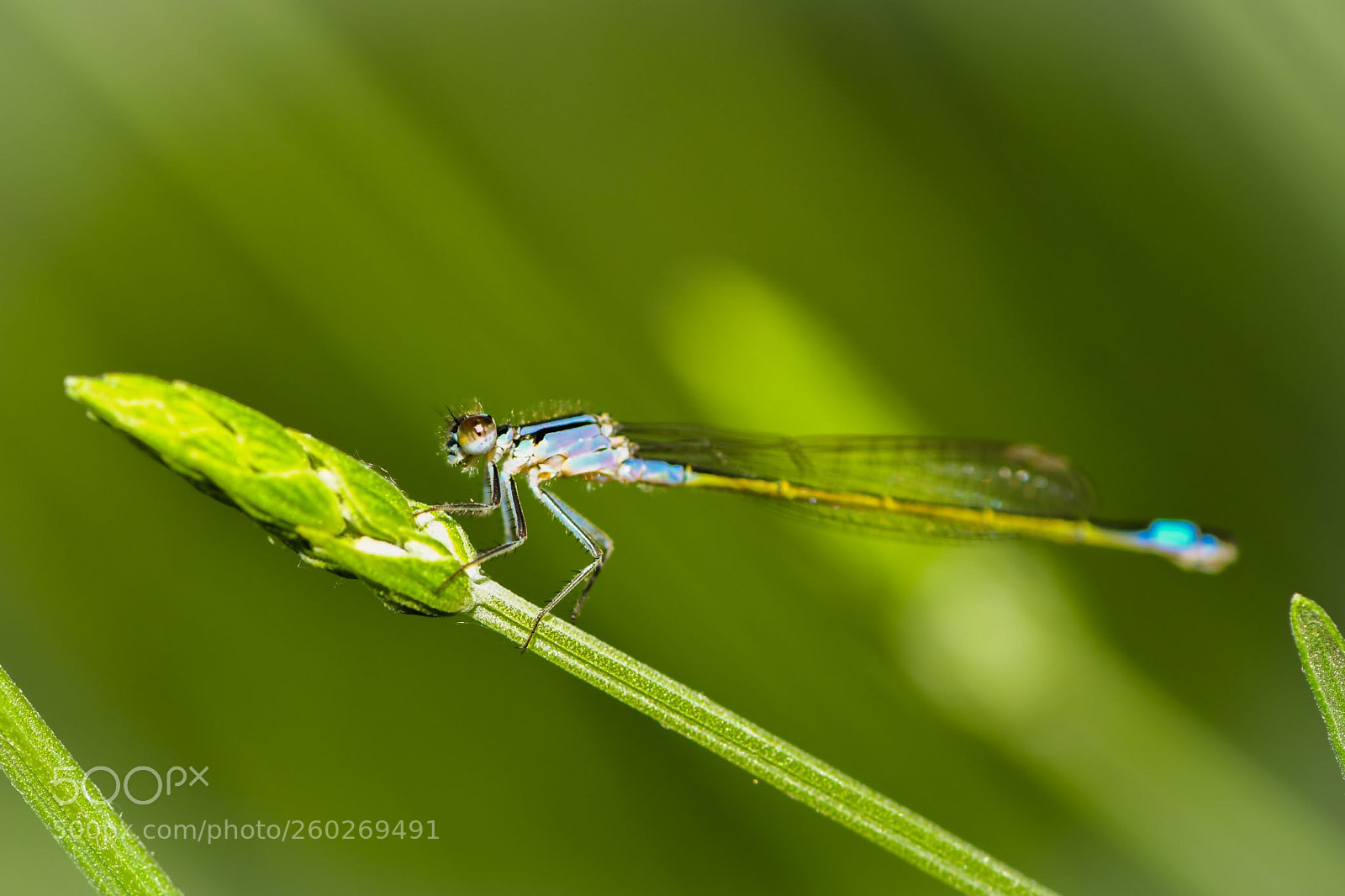 Nikon D500 sample photo. Damselfly photography