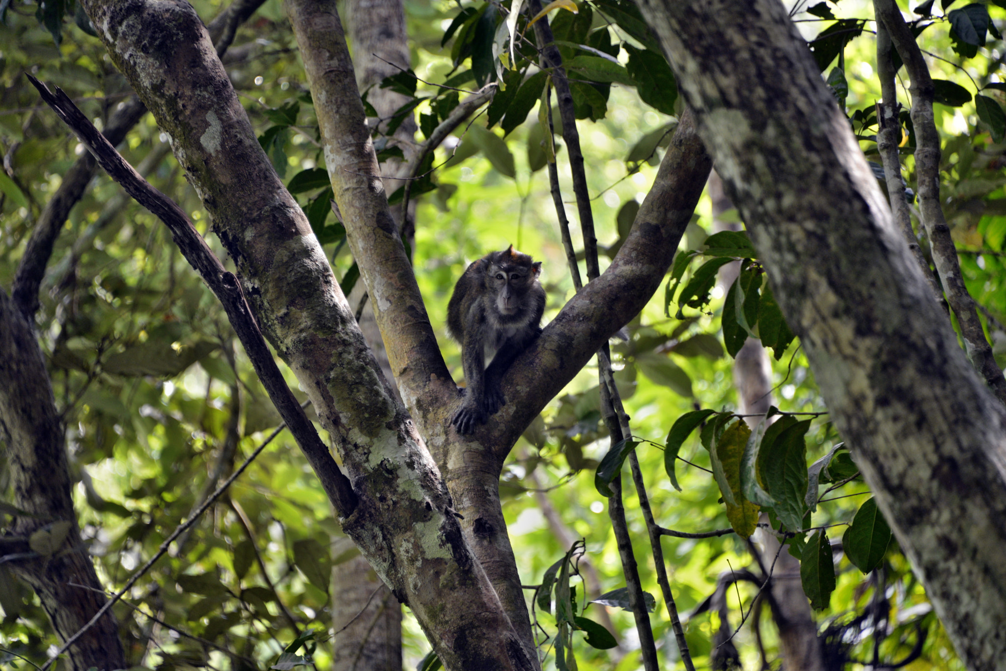 Nikon D610 sample photo. Monkey photography