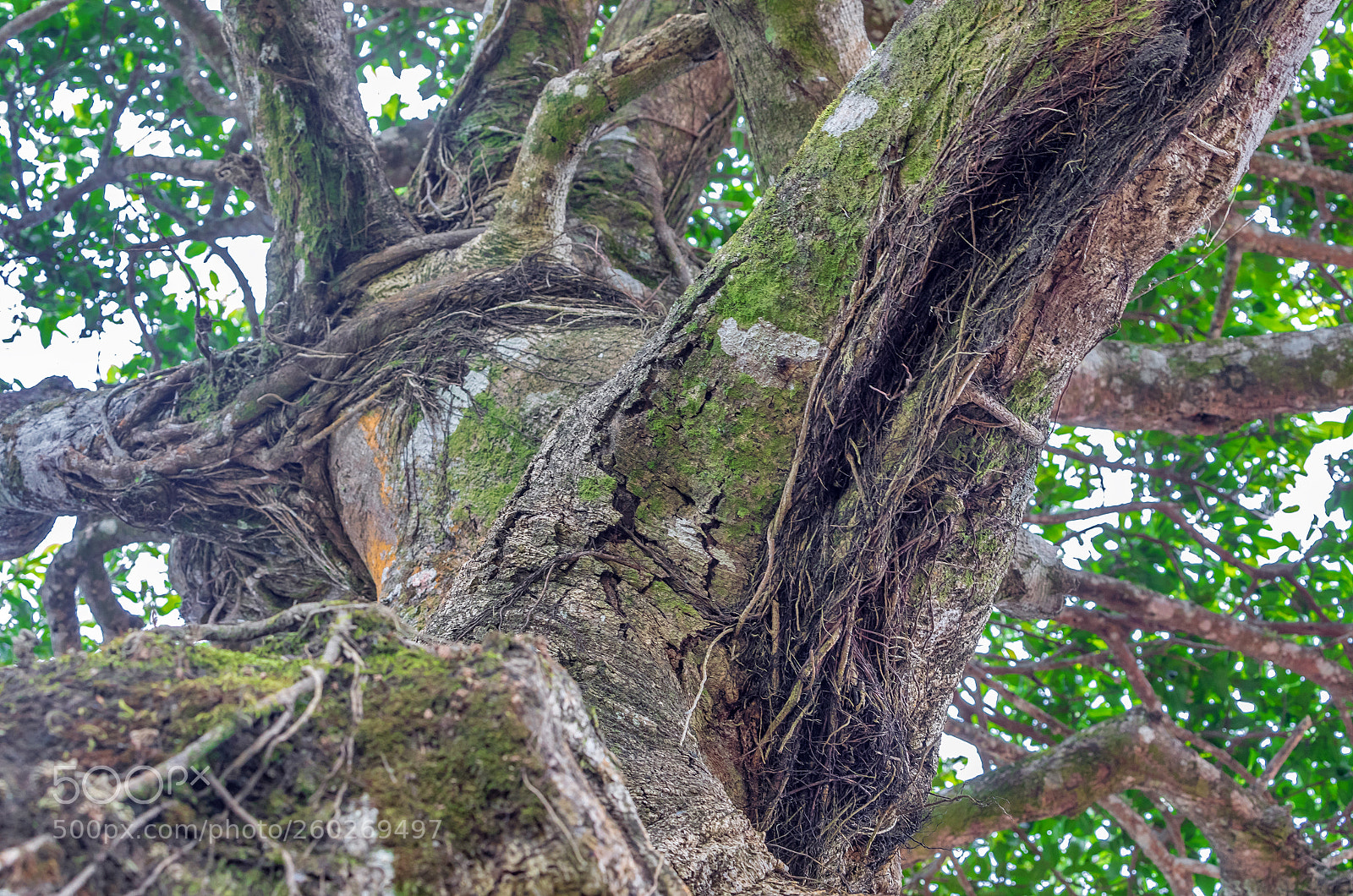 Canon EOS 5D Mark IV sample photo. The trunk photography