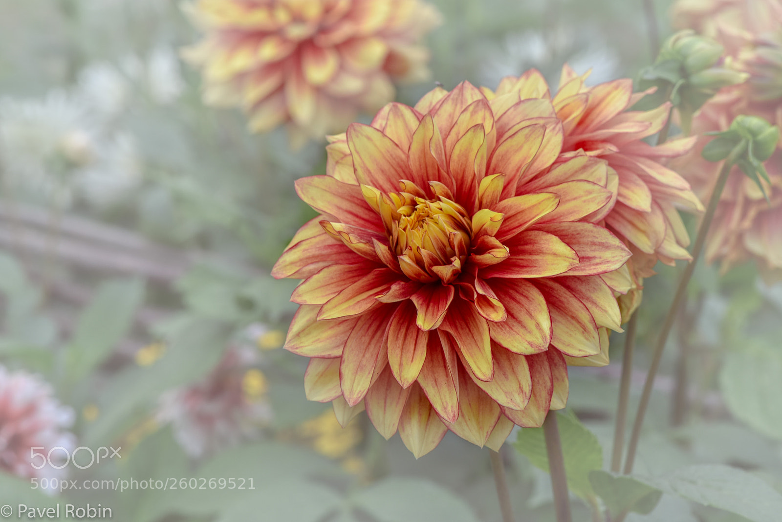 Nikon D810 sample photo. Dahlia photography