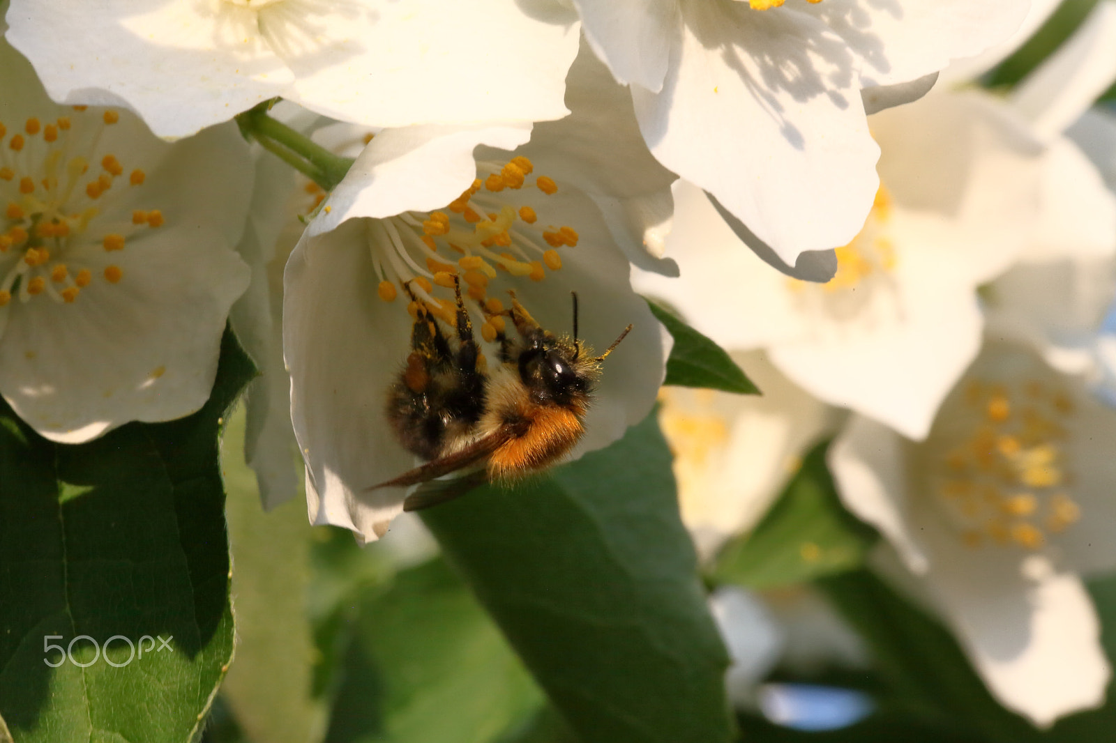 Canon EOS 5D Mark II sample photo. Bumblebee eating photography
