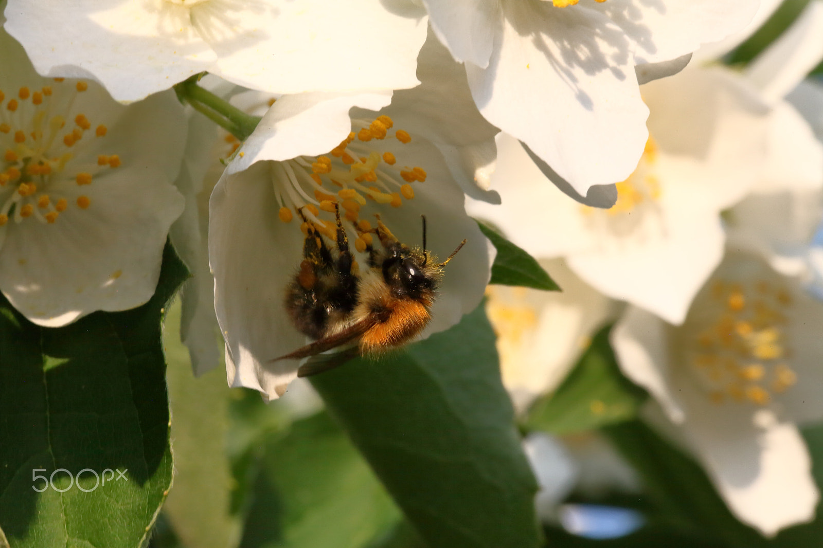 Sigma 105mm F2.8 EX DG OS HSM sample photo. Bumblebee eating photography
