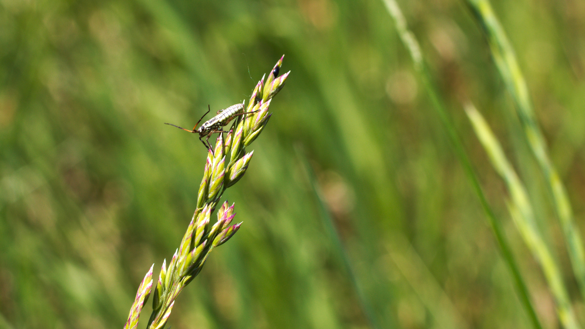Canon EF-S 24mm F2.8 STM sample photo
