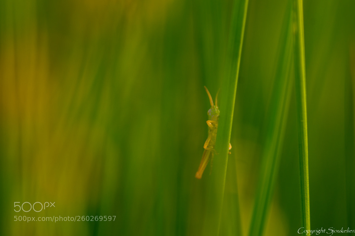 Pentax K-3 sample photo. Grasshopper. photography