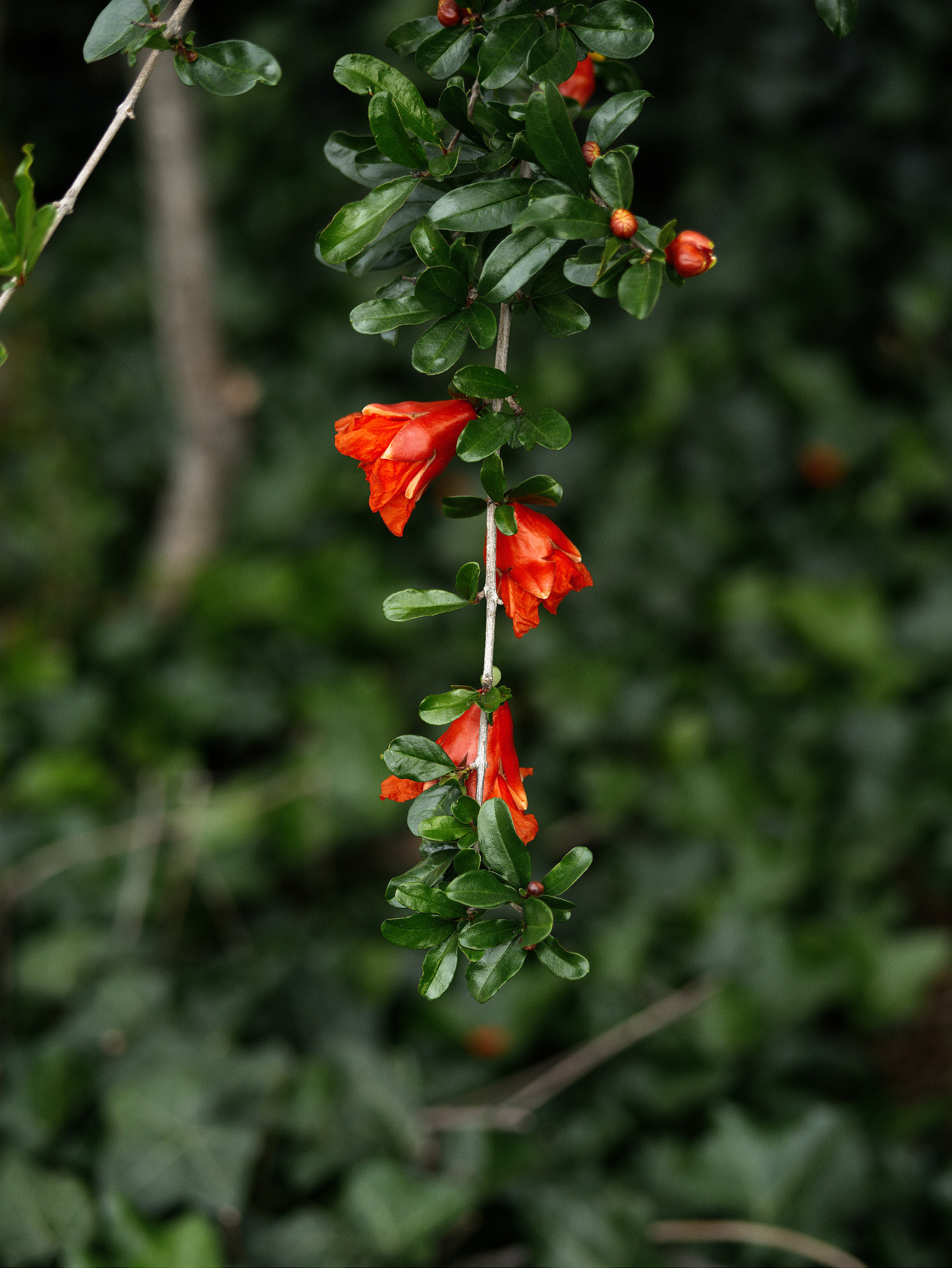 Panasonic Lumix DC-GX9 sample photo. Coeurs suspendus photography