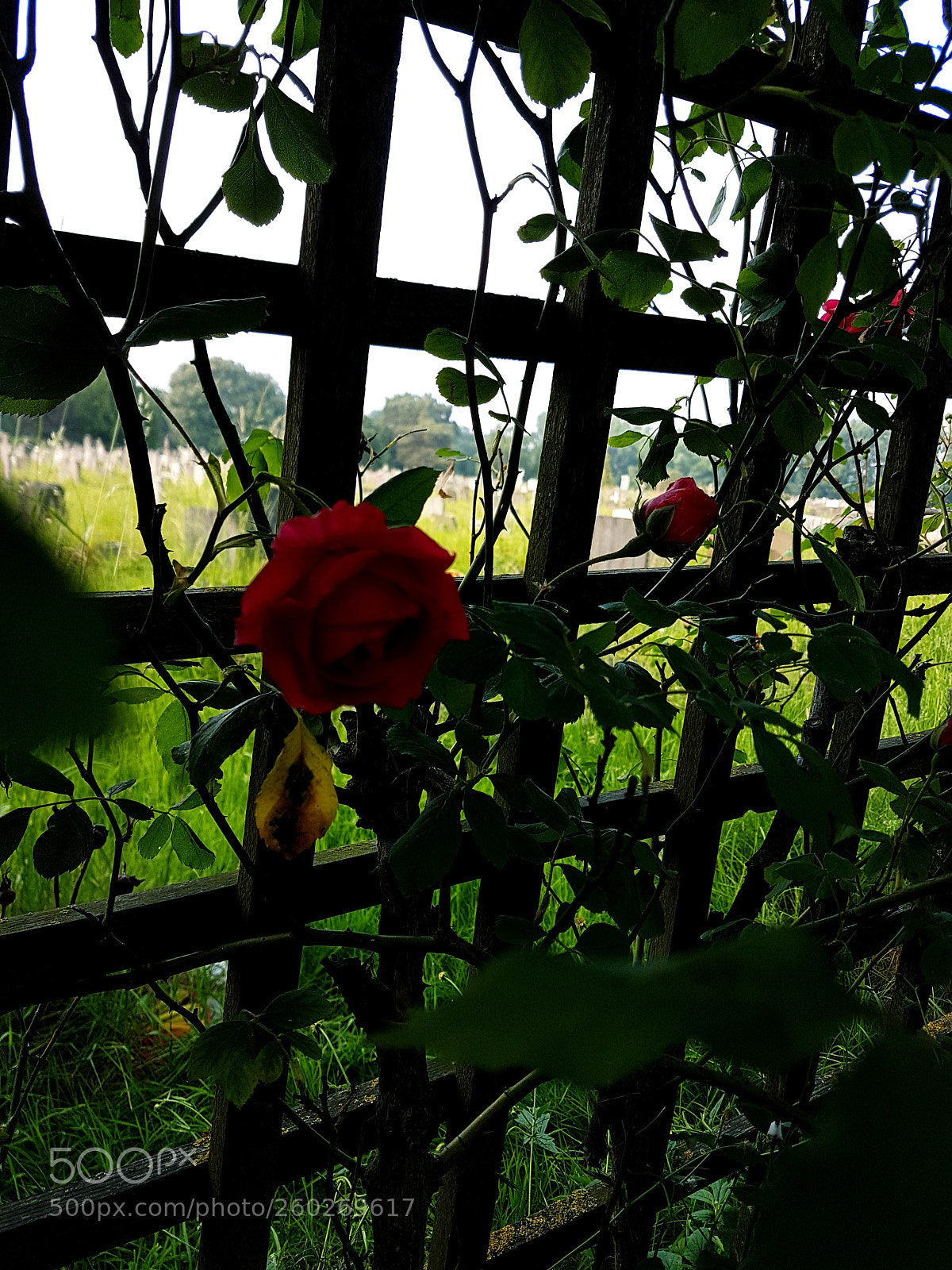 Samsung Galaxy S7 sample photo. Untitled photography