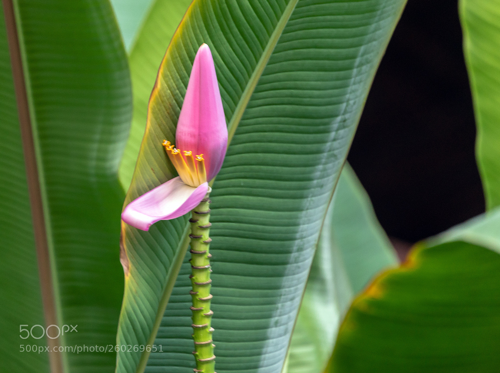 Canon EOS 5D Mark IV sample photo. The banana flower photography