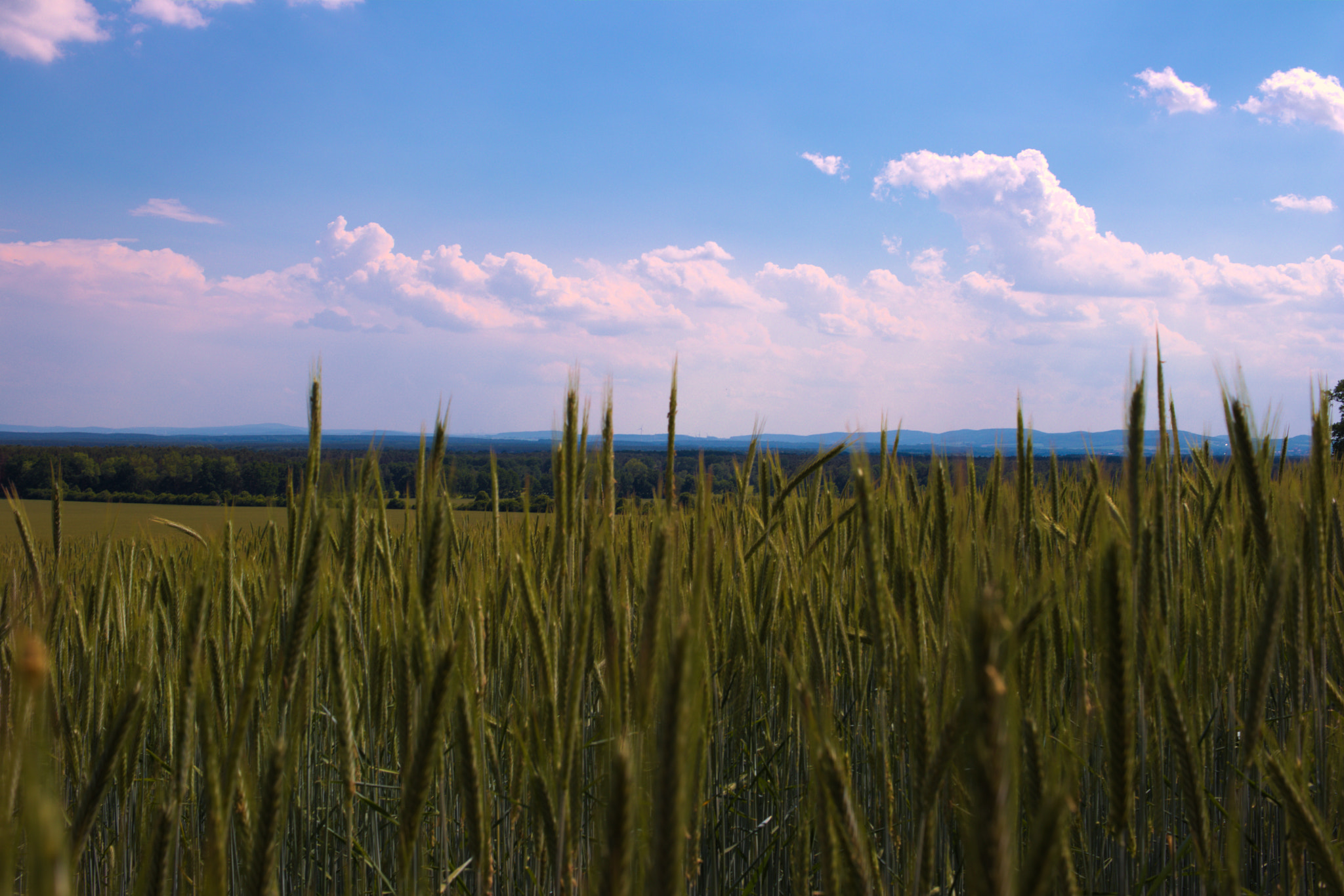 Canon EF-S 24mm F2.8 STM sample photo