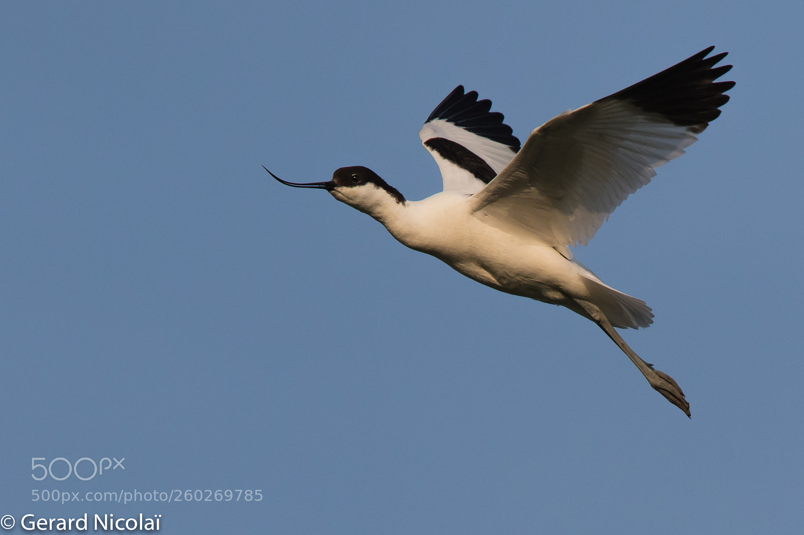 Canon EOS 7D Mark II sample photo. Avocet photography