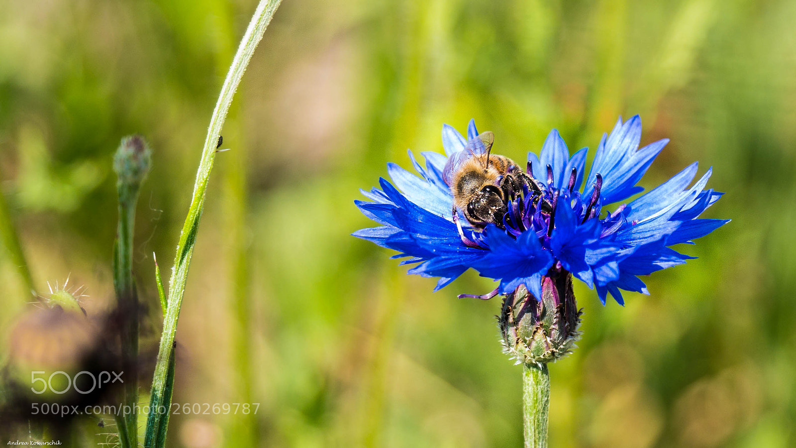 Panasonic Lumix DMC-GX85 (Lumix DMC-GX80 / Lumix DMC-GX7 Mark II) sample photo. Bee in flowe may photography