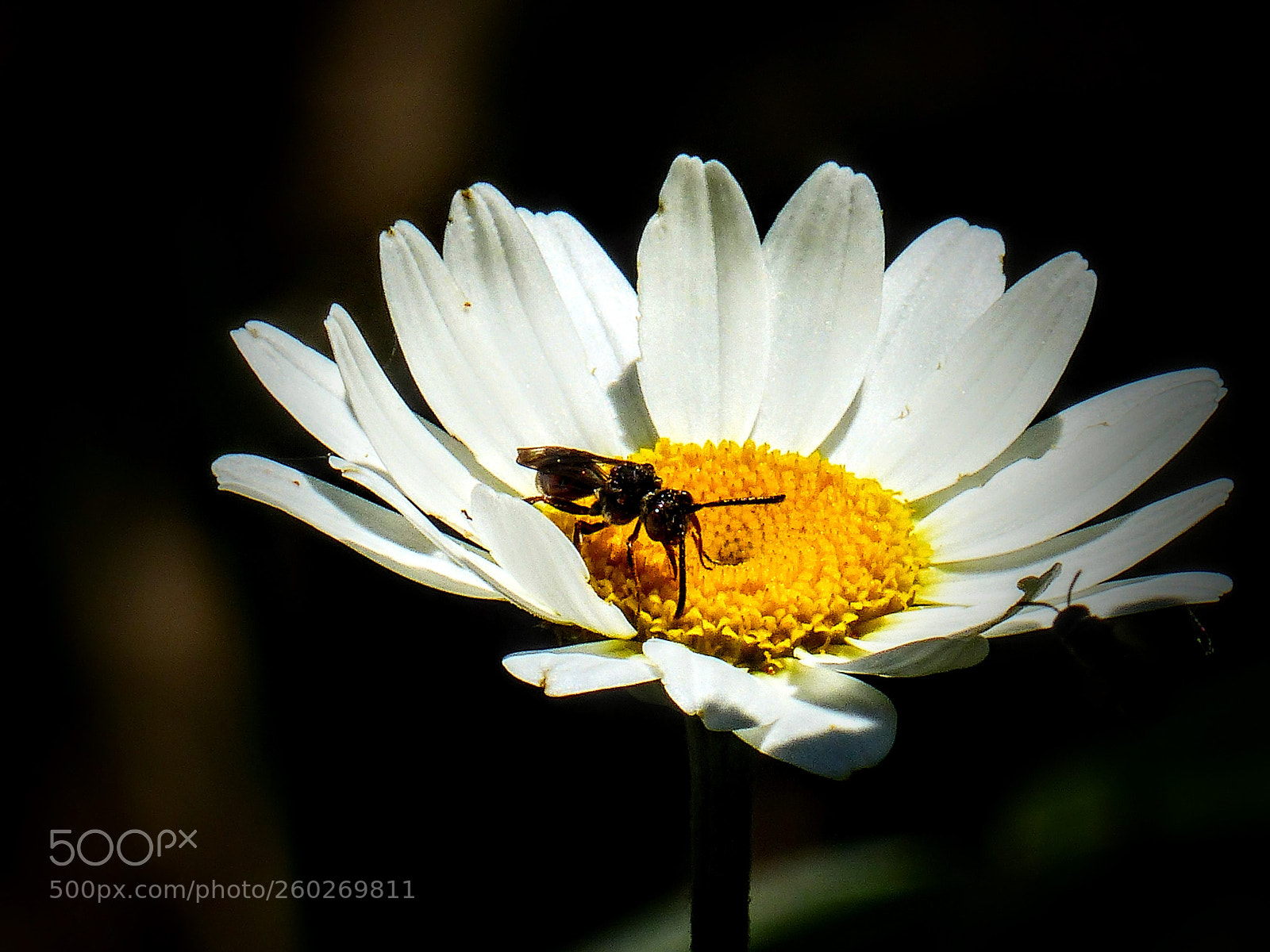 Panasonic Lumix DMC-FZ200 sample photo. Two in the daisy photography