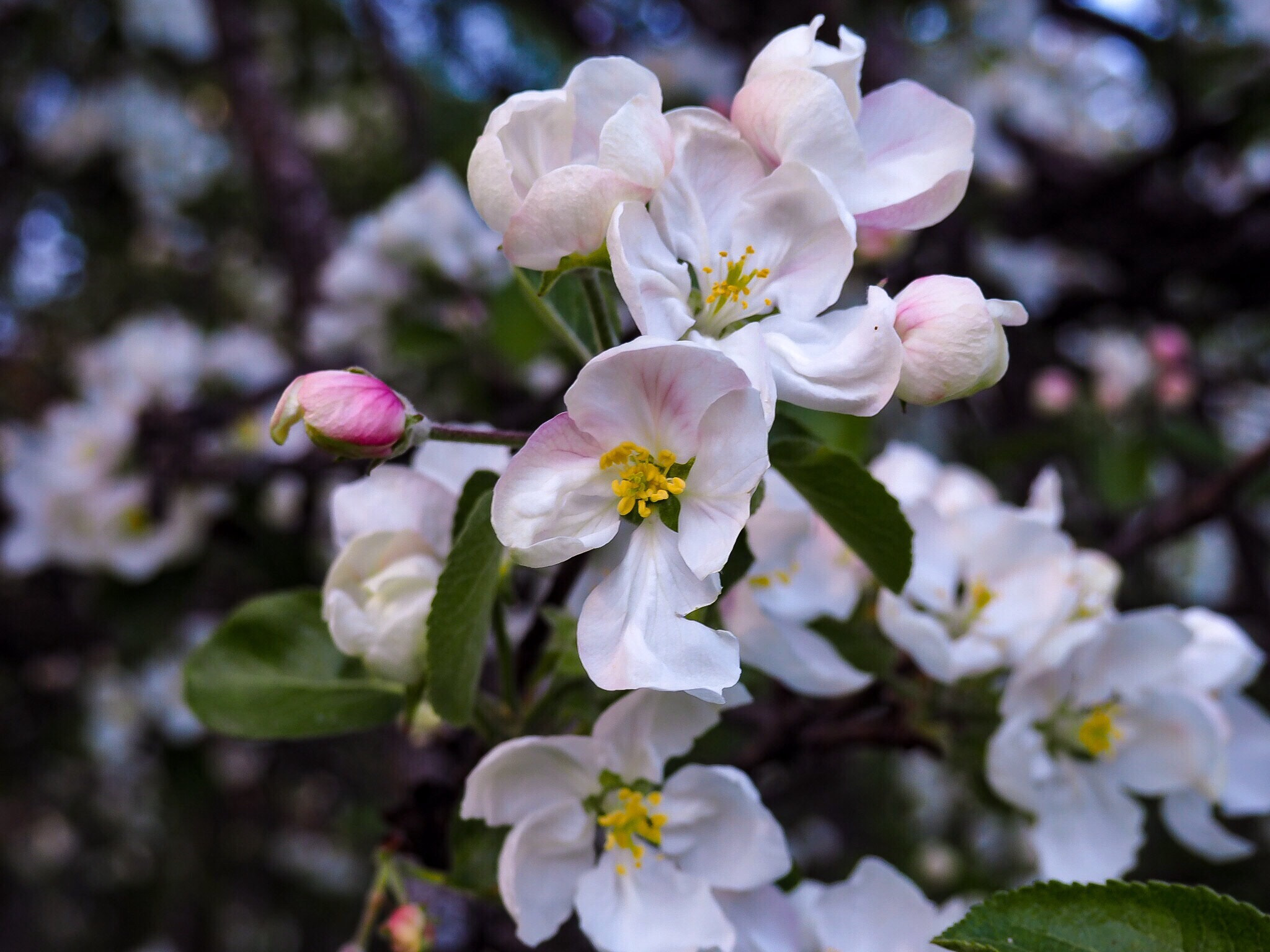 Olympus PEN E-PL7 sample photo. Appel blossom photography