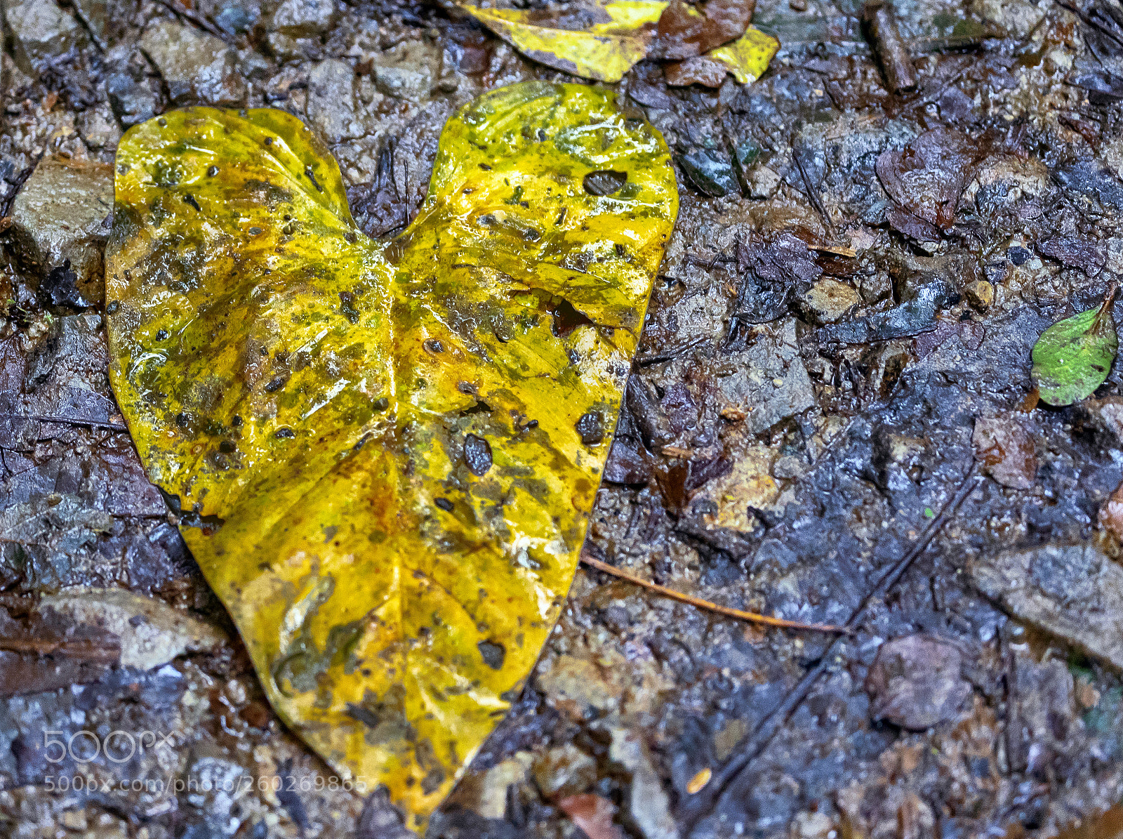 Canon EOS 5D Mark IV sample photo. The heart photography