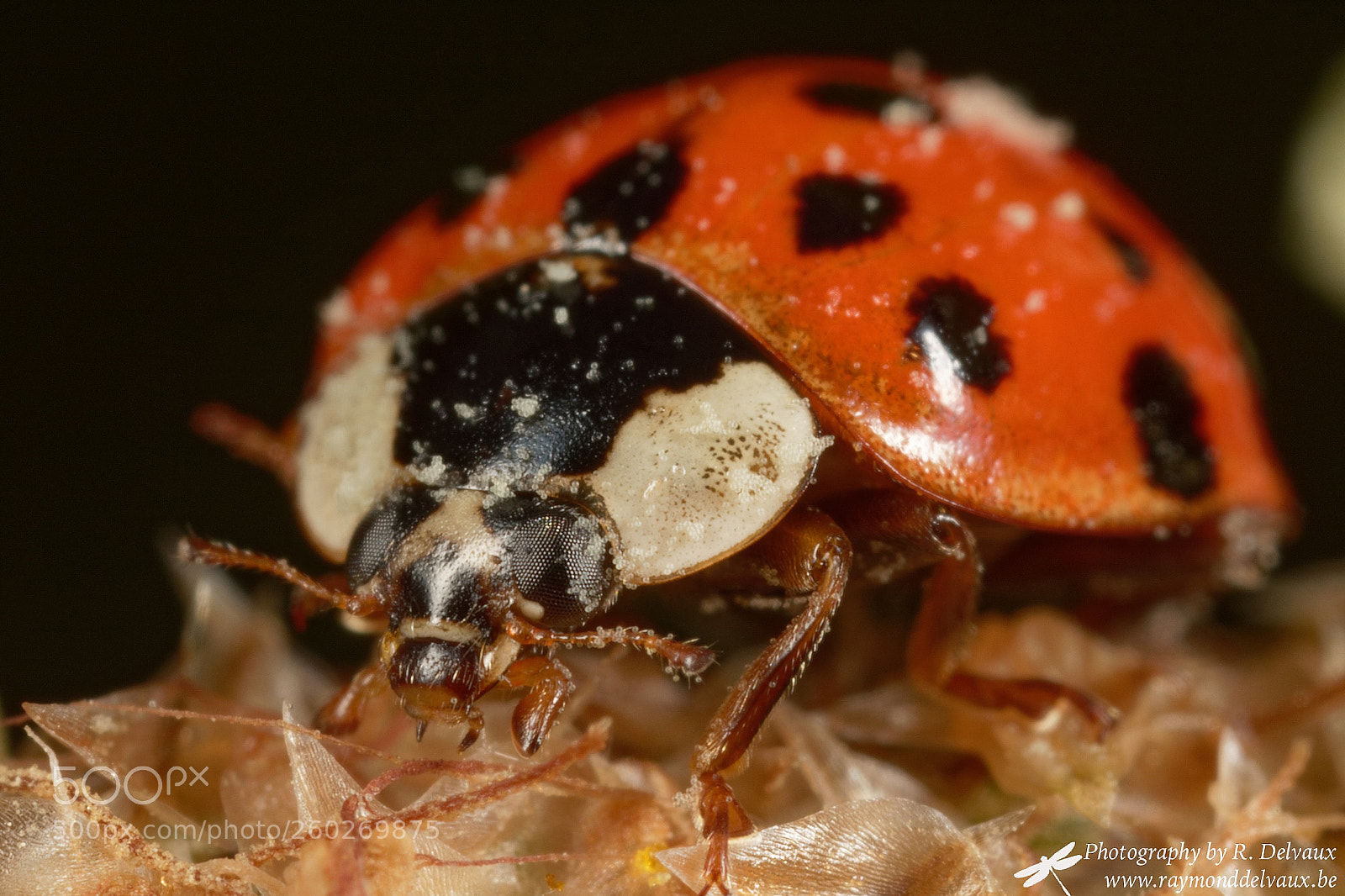 Canon EOS 7D Mark II sample photo. I am a ladybug photography