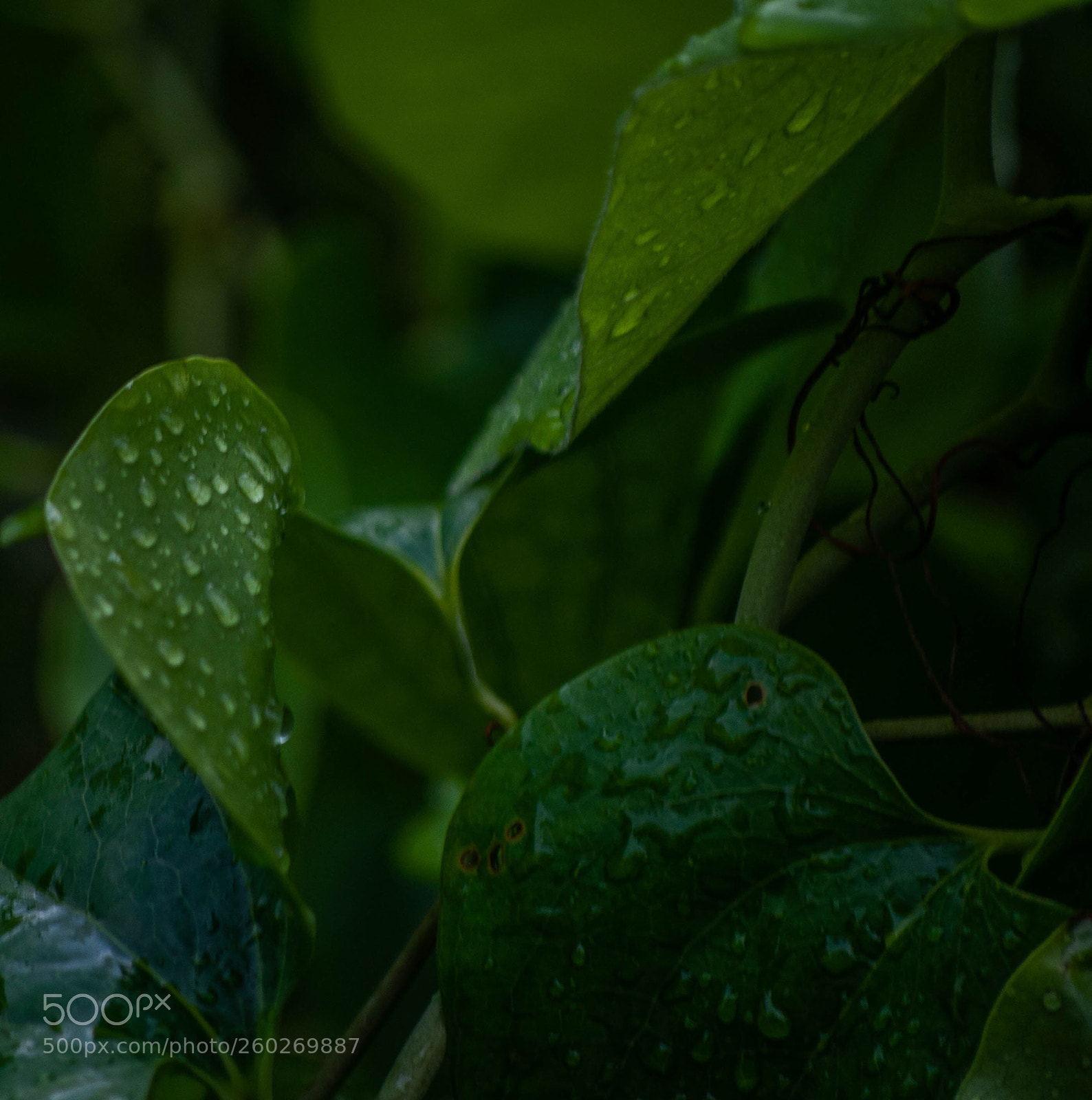 Nikon D90 sample photo. Untitled photography