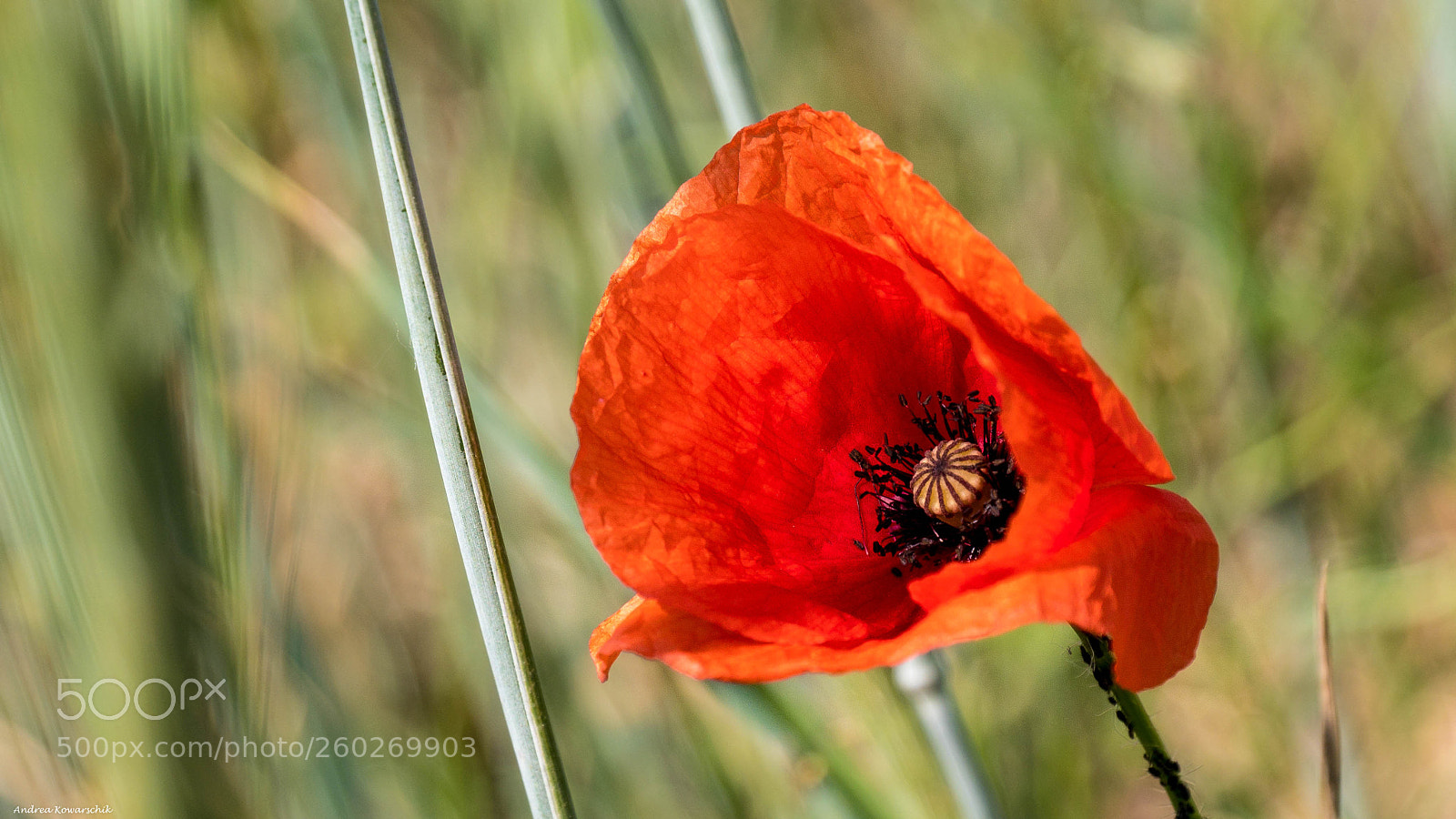 Panasonic Lumix DMC-GX85 (Lumix DMC-GX80 / Lumix DMC-GX7 Mark II) sample photo. Mohnblume photography