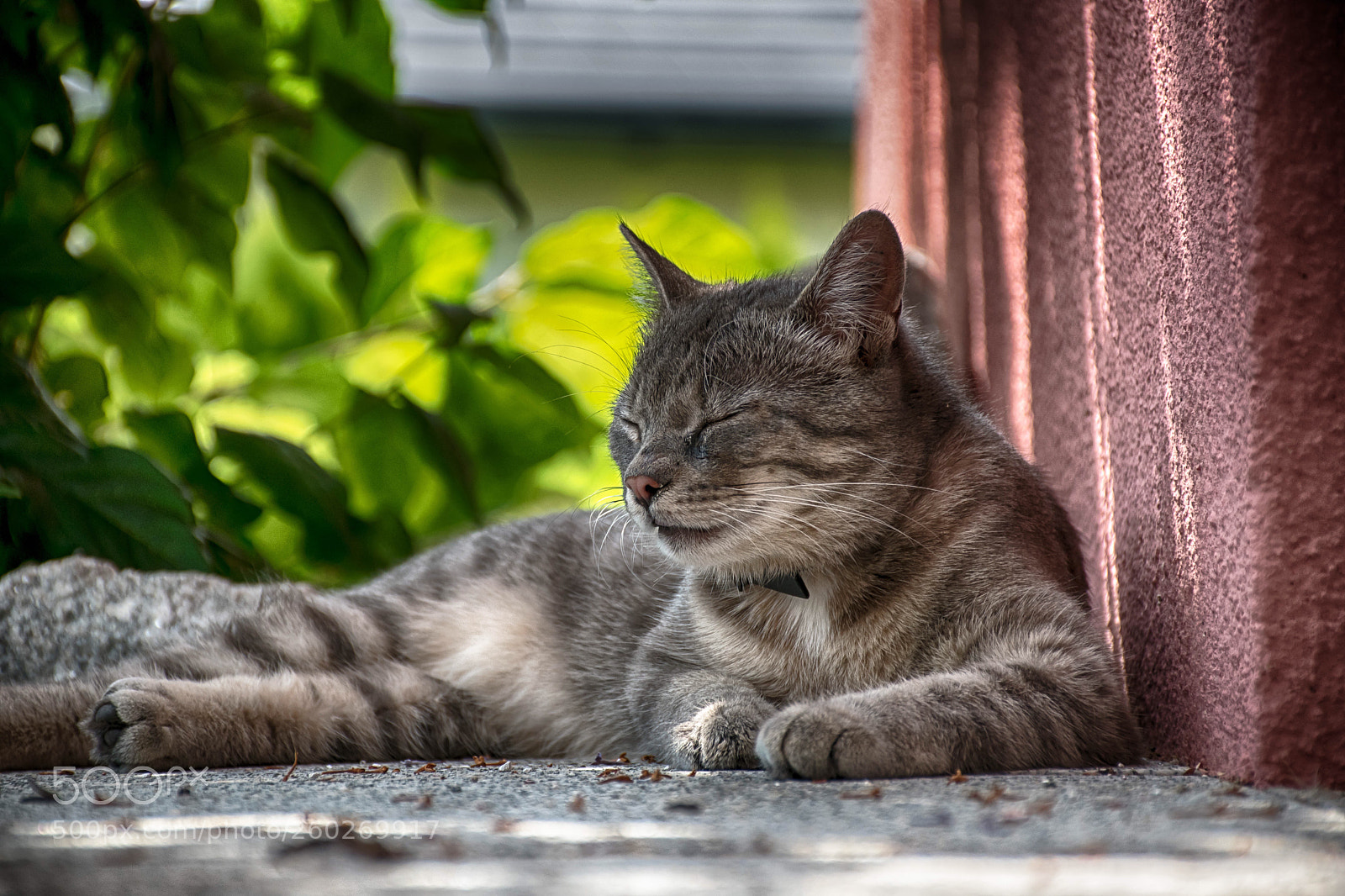 Nikon D5500 sample photo. Housetiger photography