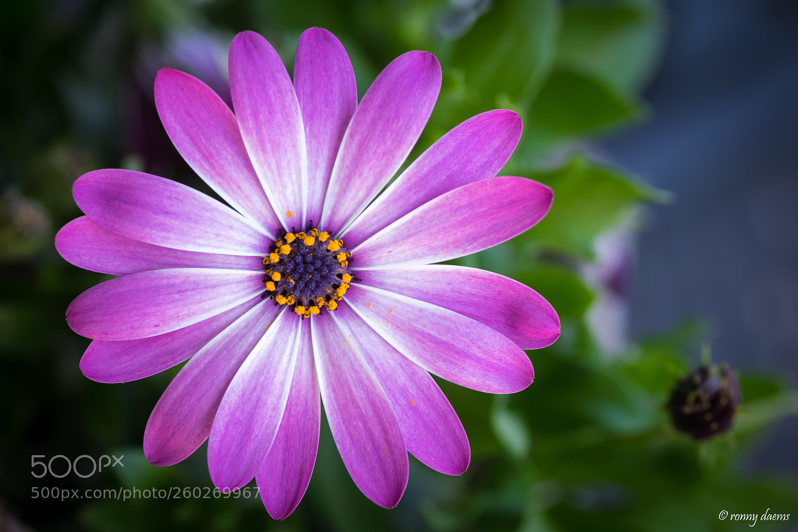 Nikon D5300 sample photo. Spaanse margriet. photography